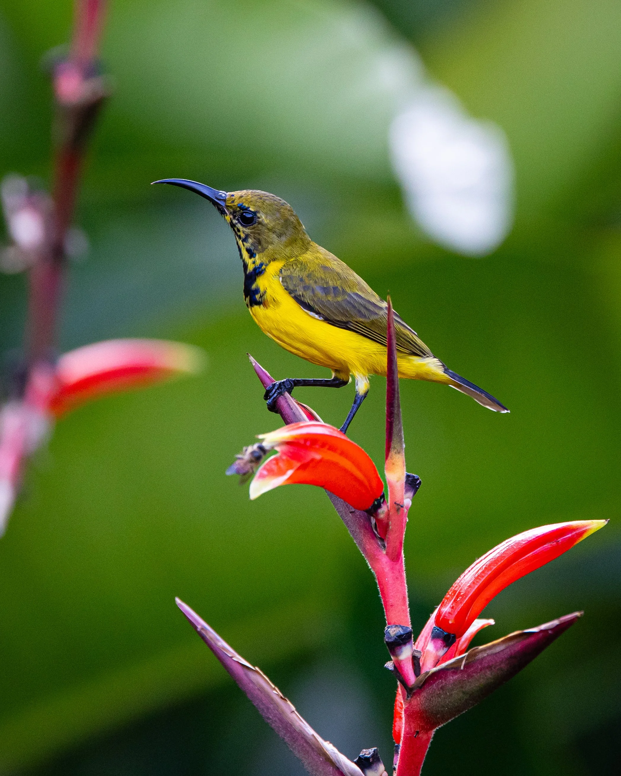 Ornate Sunbird 002