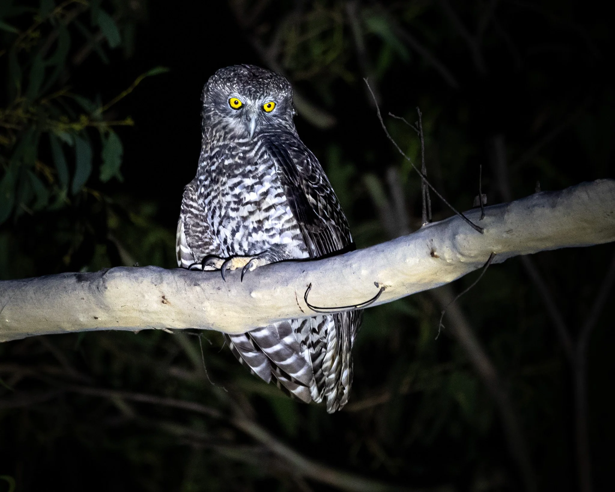 Powerful Owl 0005