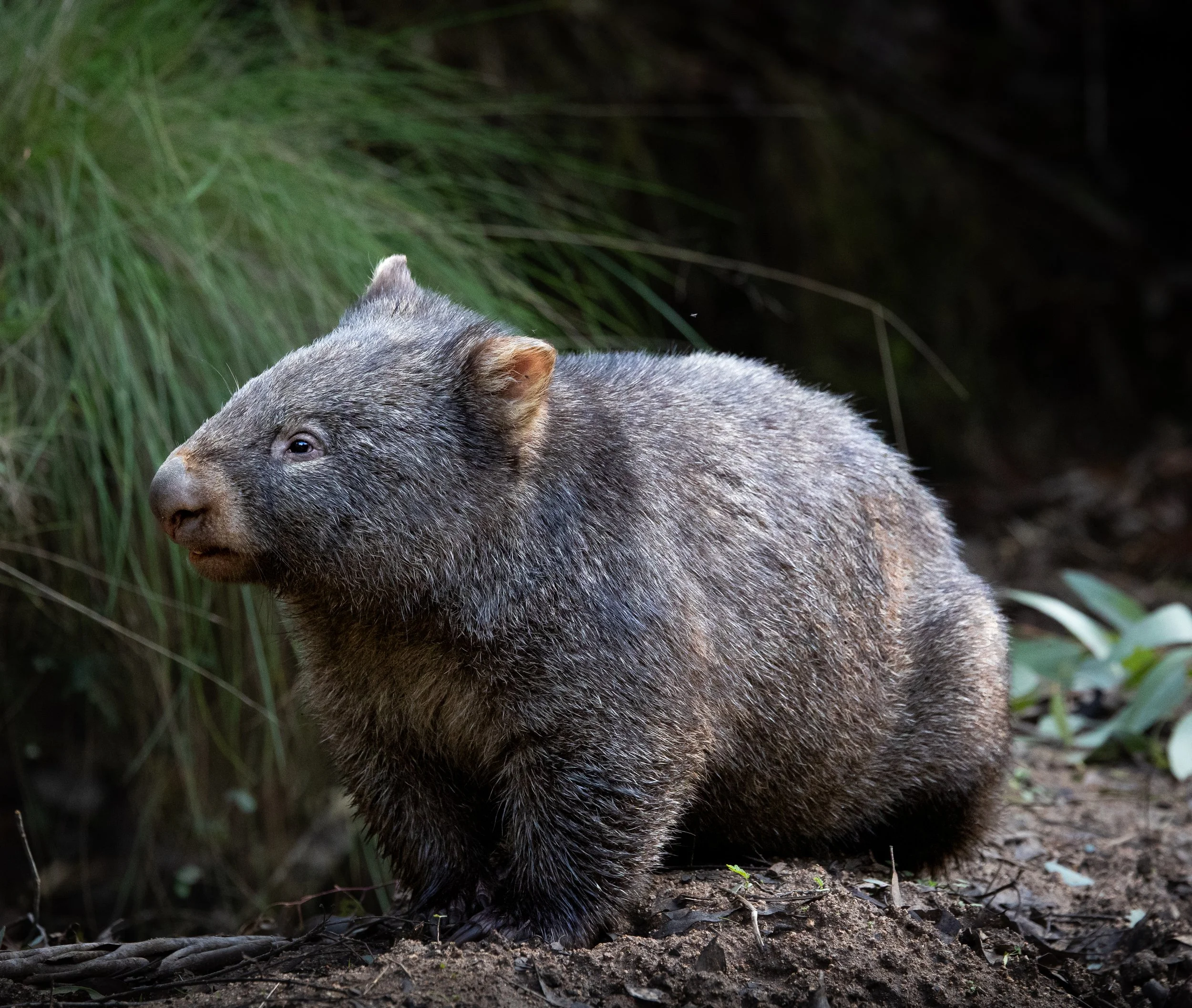 Common Wombat 001