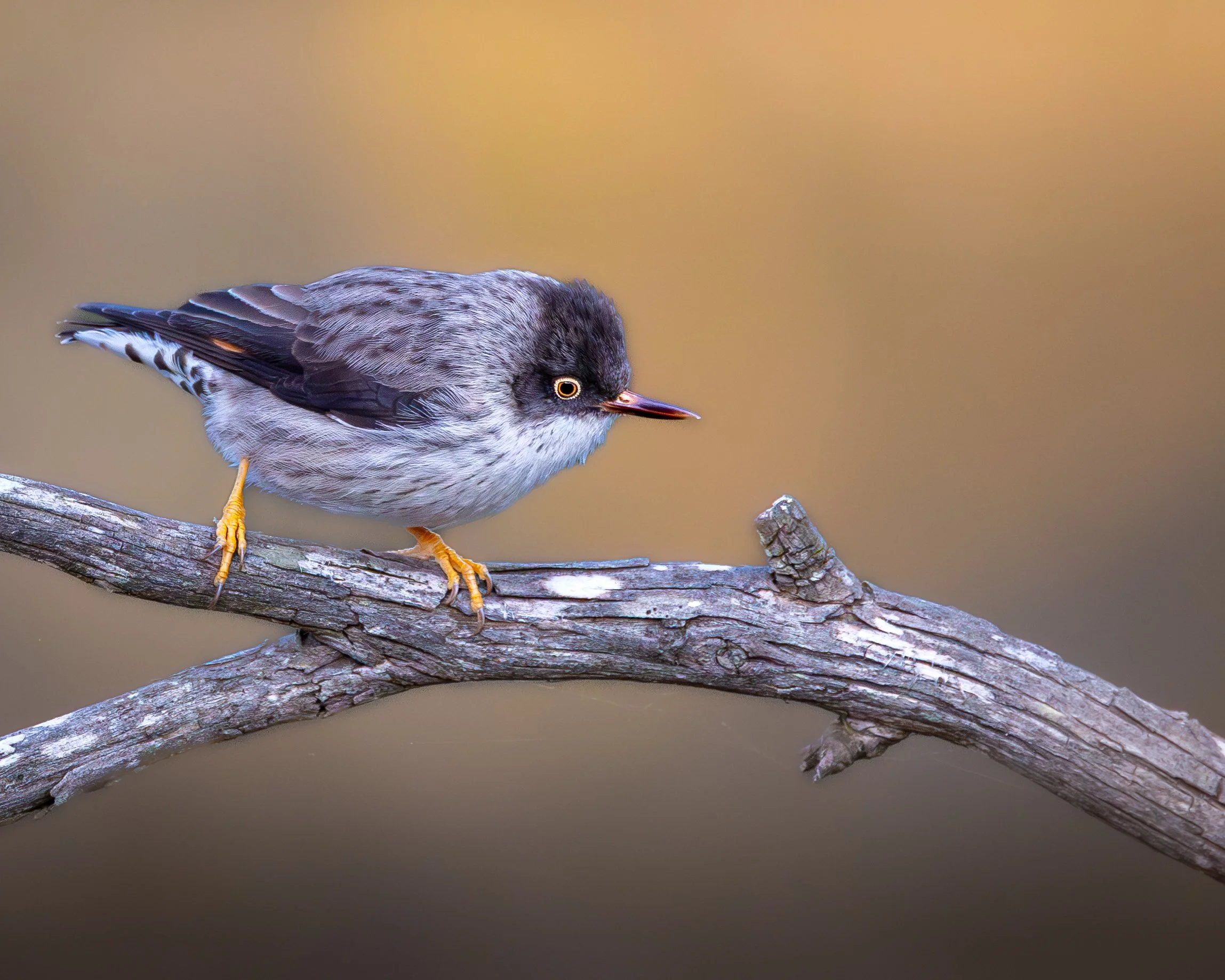 Varied Sittella 008
