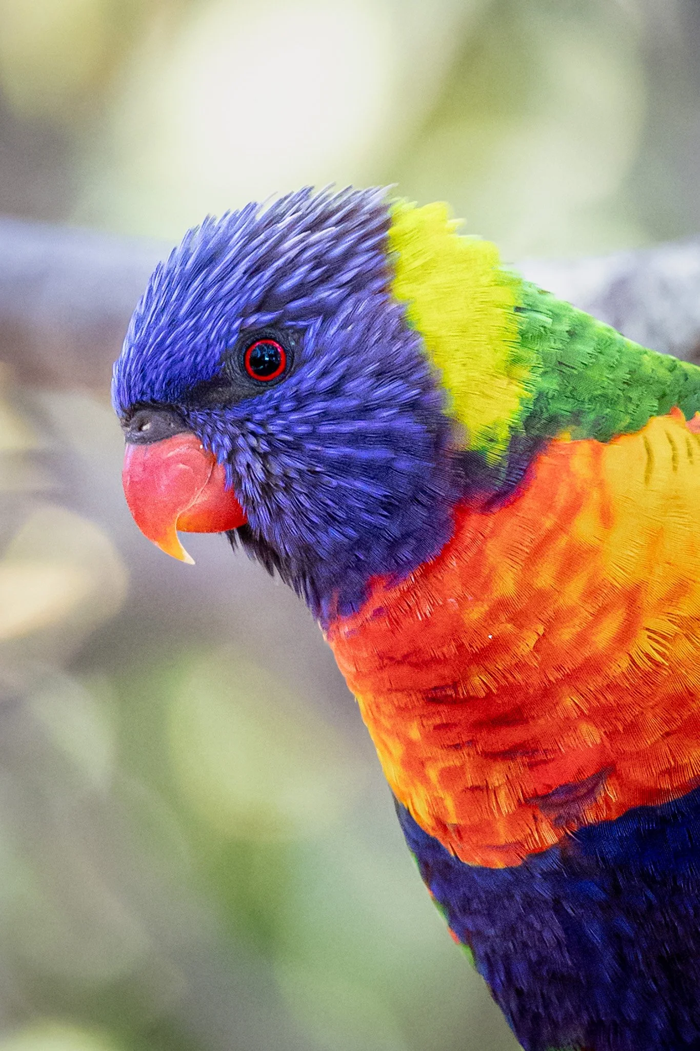 Rainbow Lorikeet 001