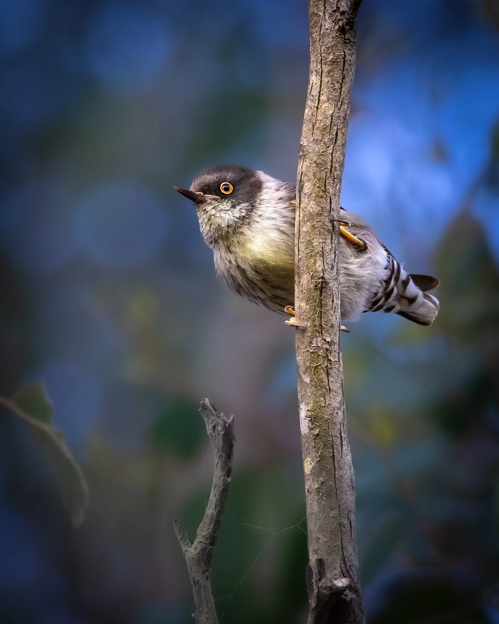Varied Sittella 005