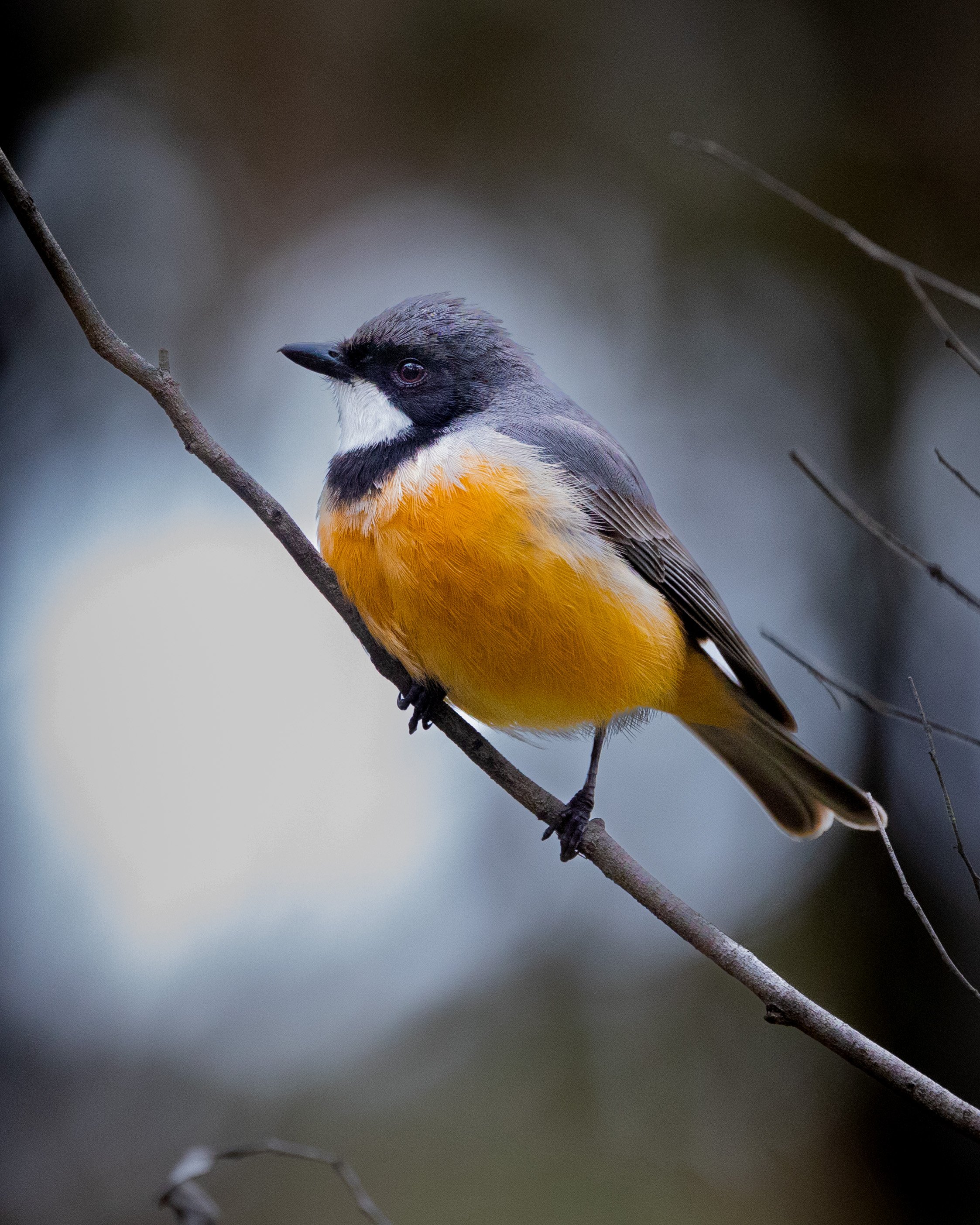 Rufous Whistler 003