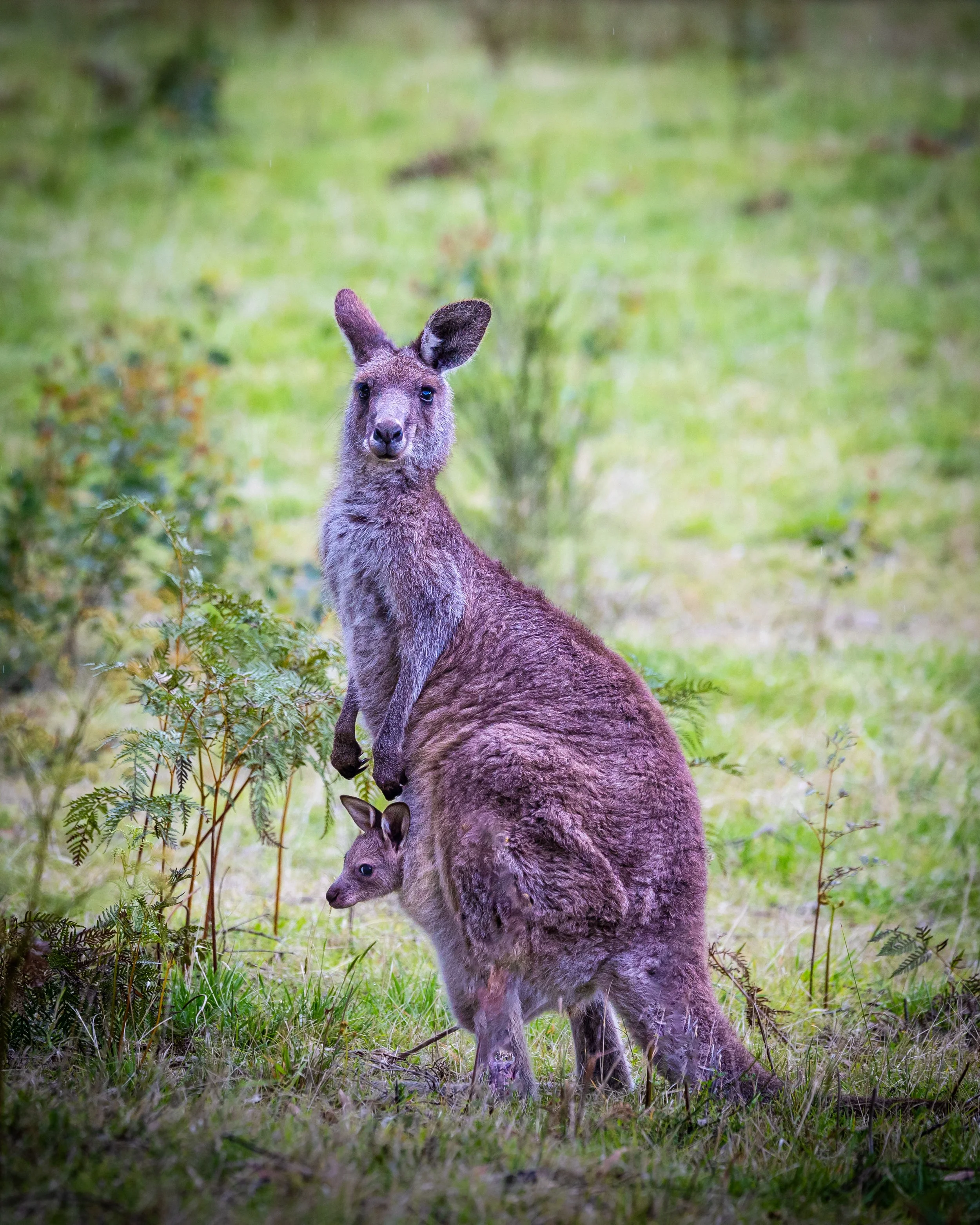 Eastern Grey Kangaroo 001