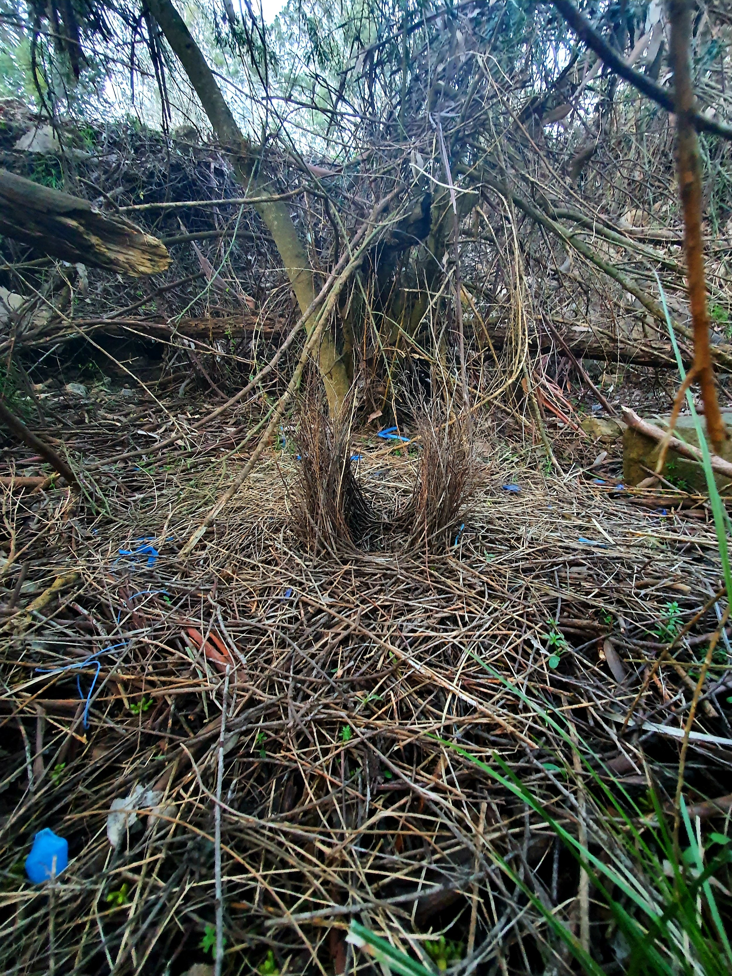Satin Bowerbird's Bower