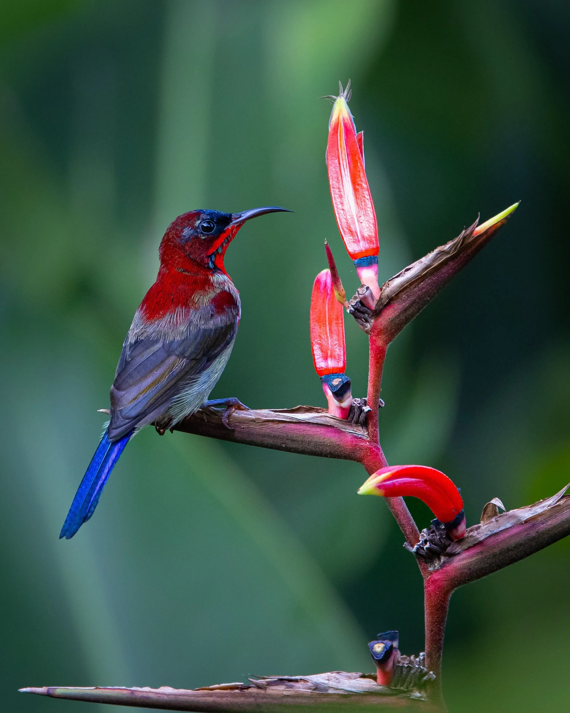 Crimson Sunbird 001