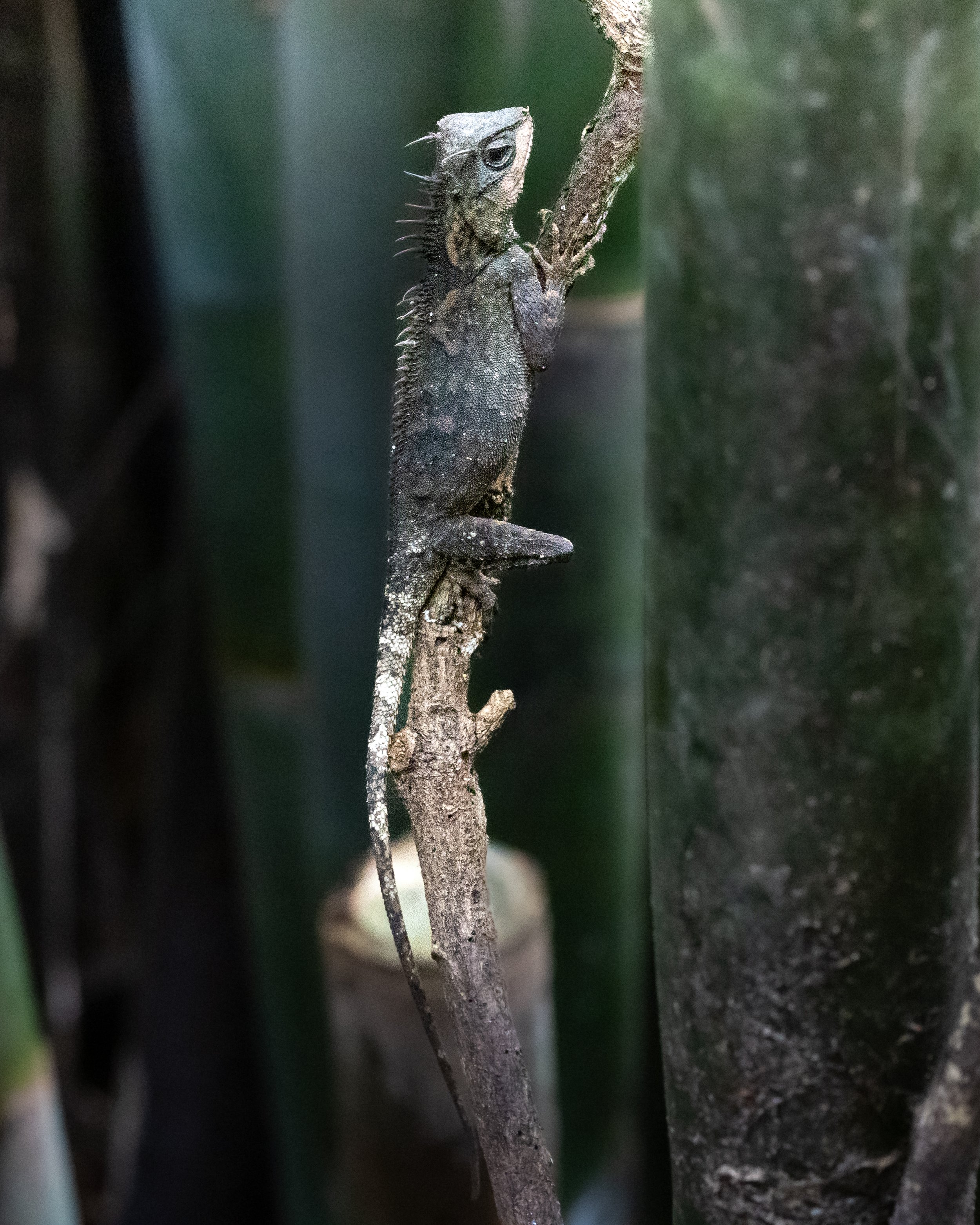 Southern Short-horned Tree Dragon 001