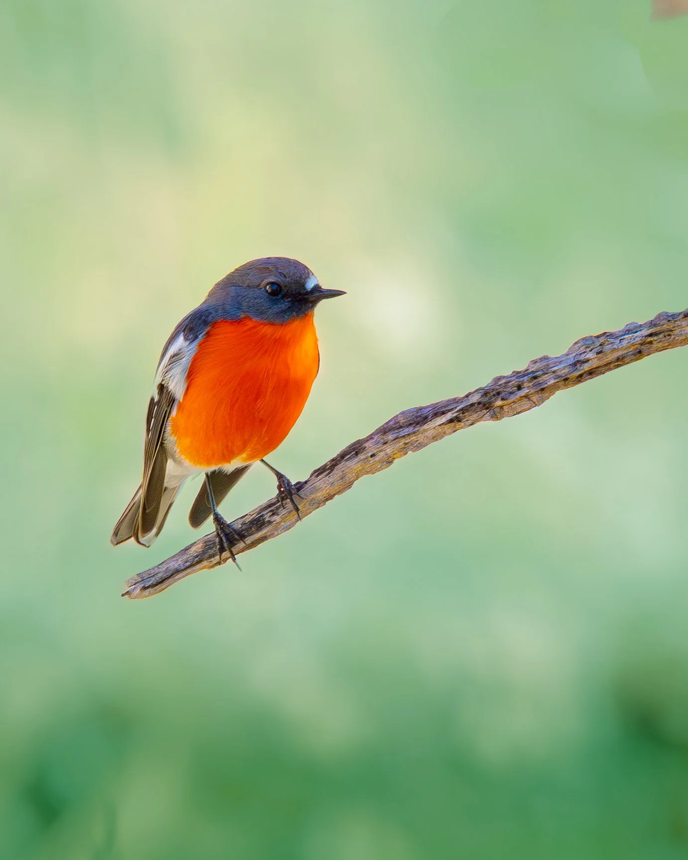 Flame Robin 002