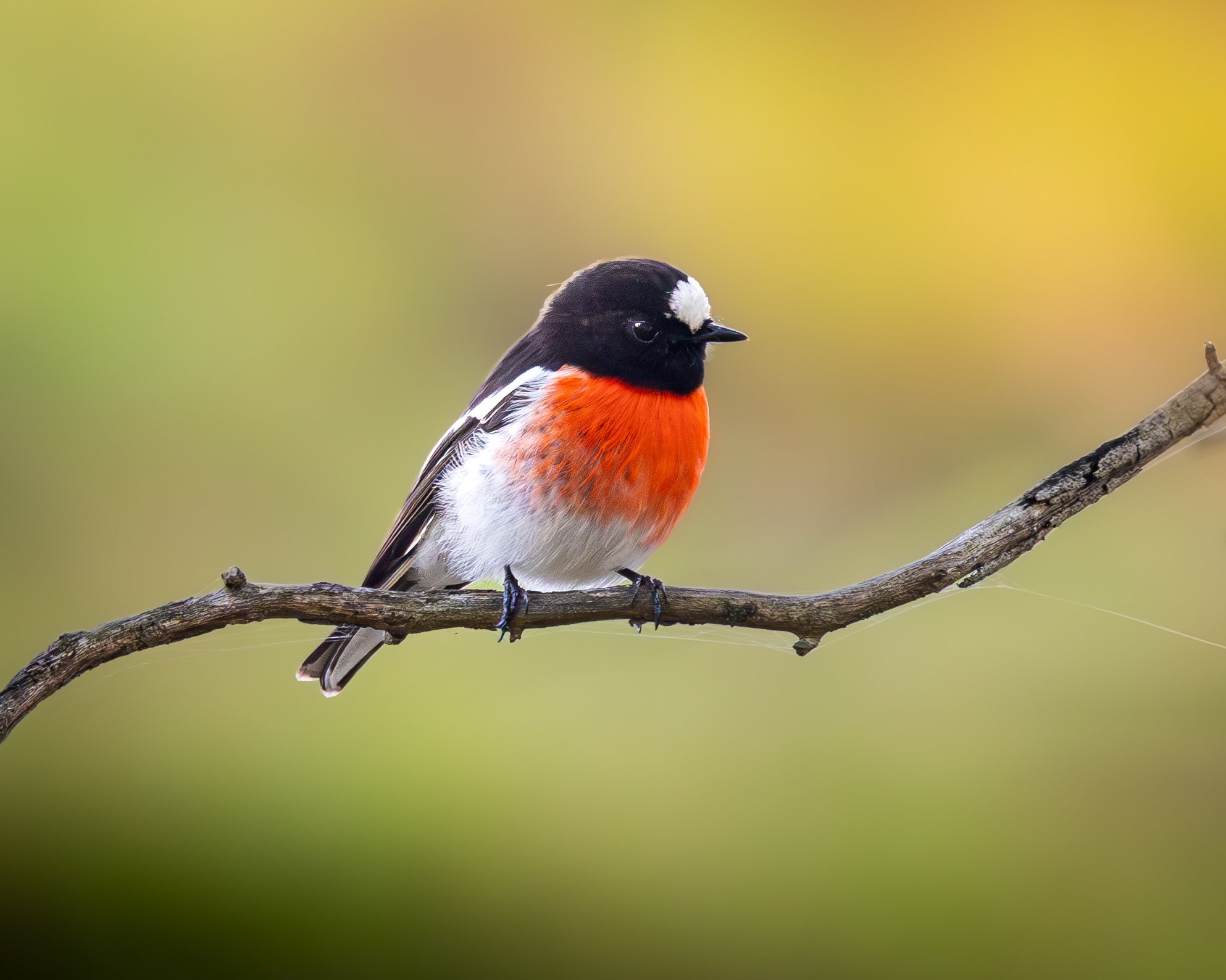 Scarlet Robin 004