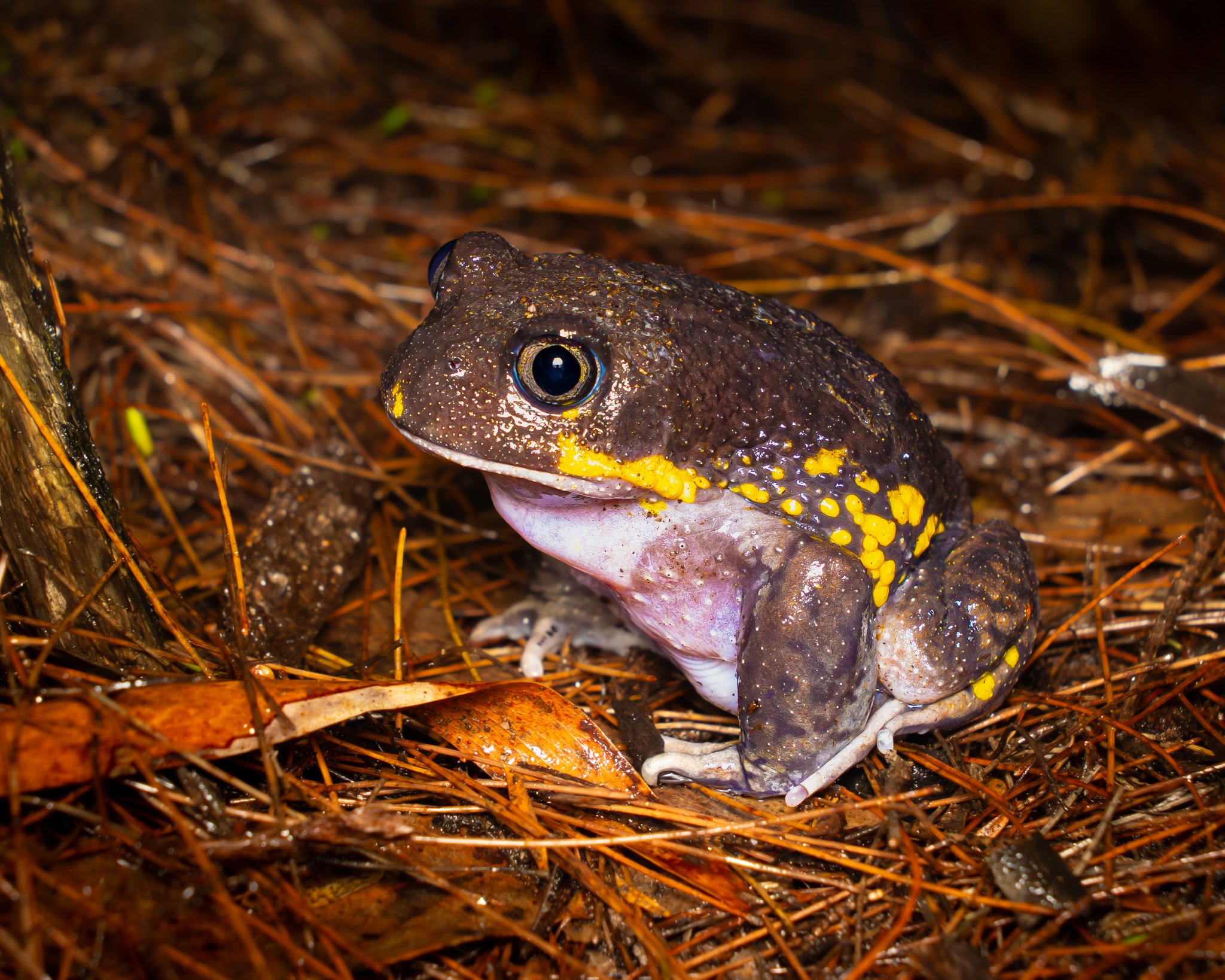 Giant Burrowing Frog 004