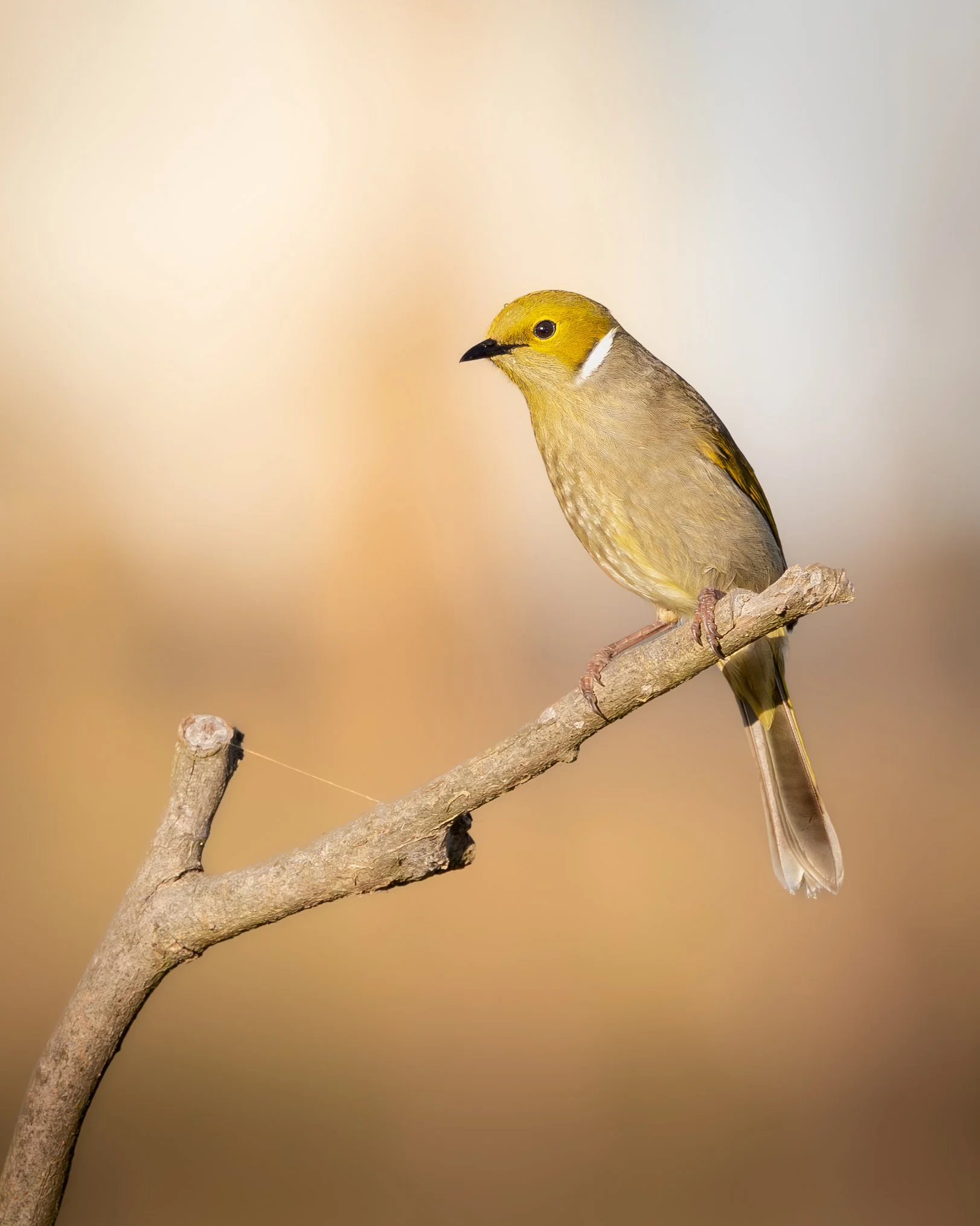White-plumed Honeyeater 002