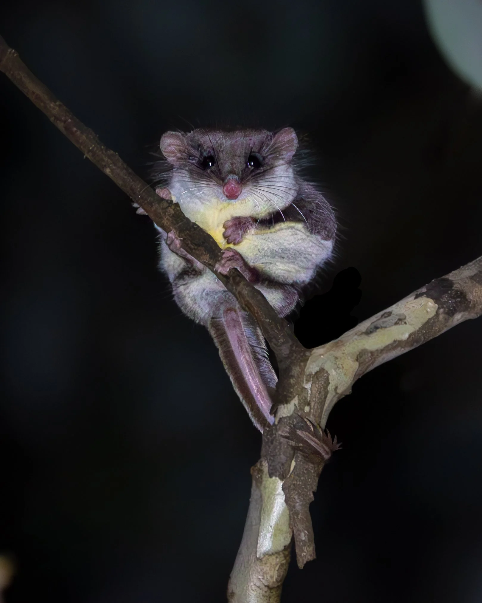 Feathertail Glider 001
