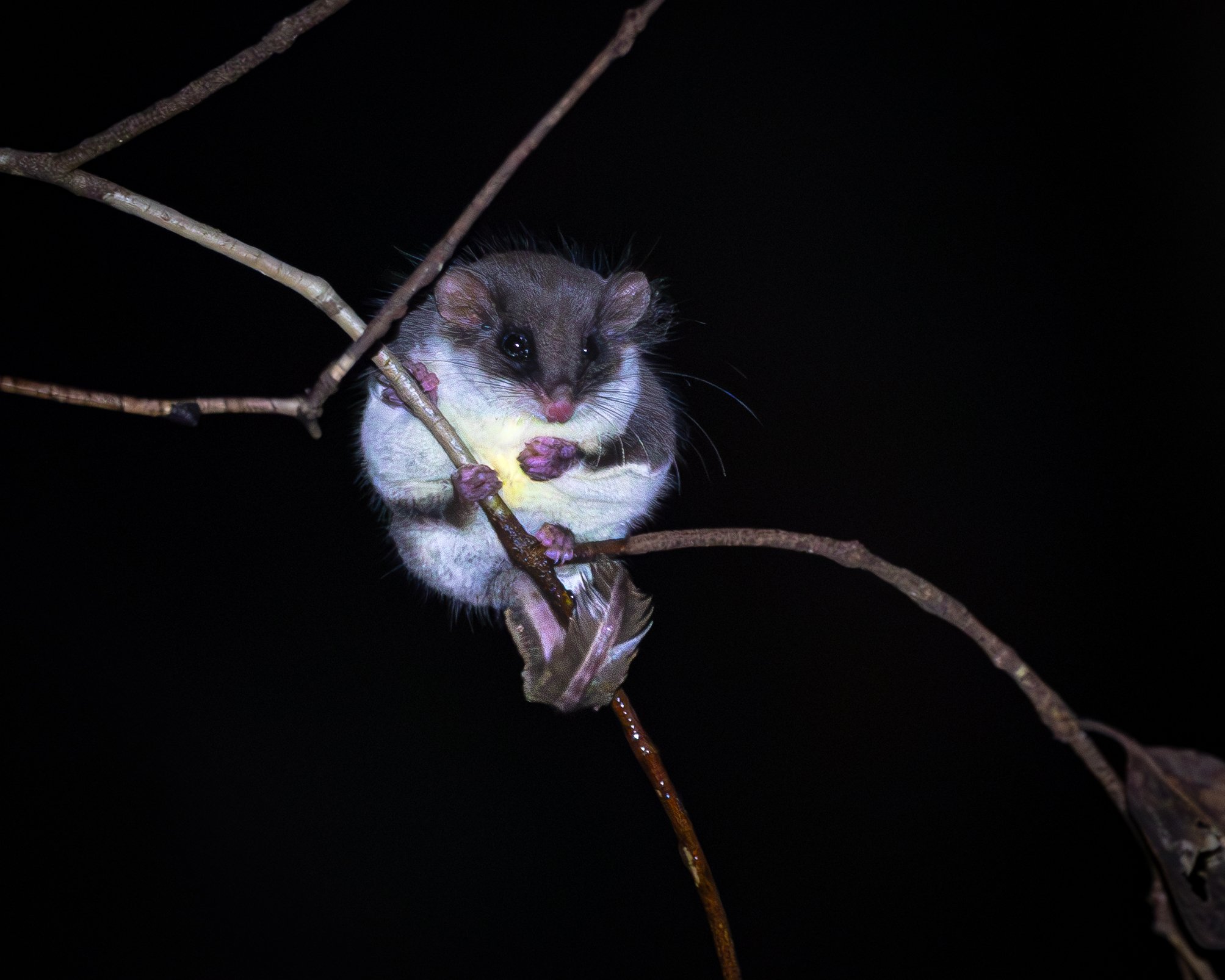Feathertail Glider 003