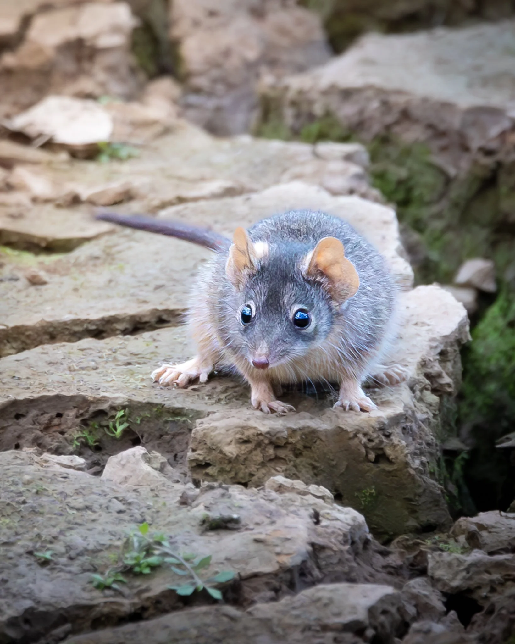 Yellow-footed Antechinus 002