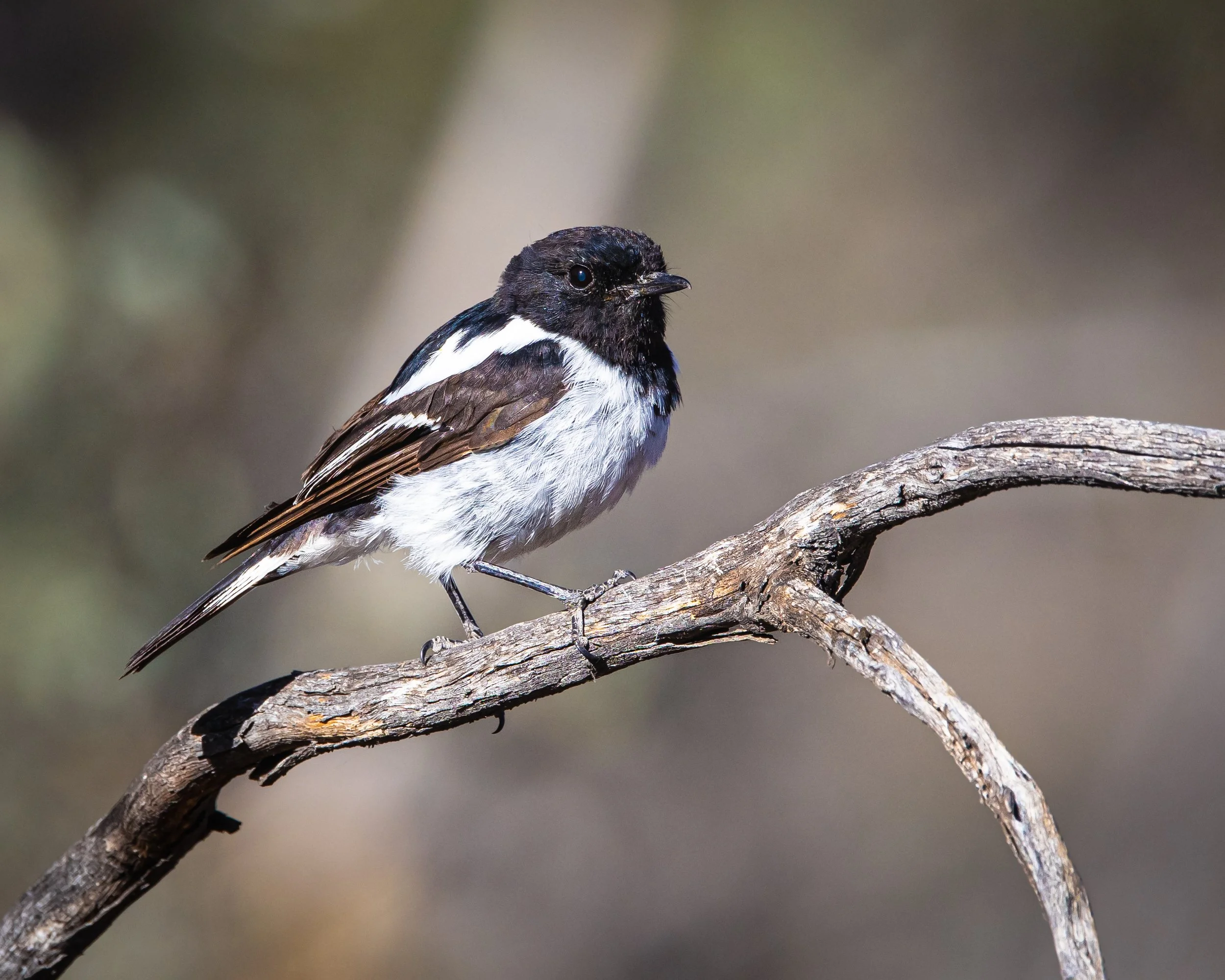 Hooded Robin 002