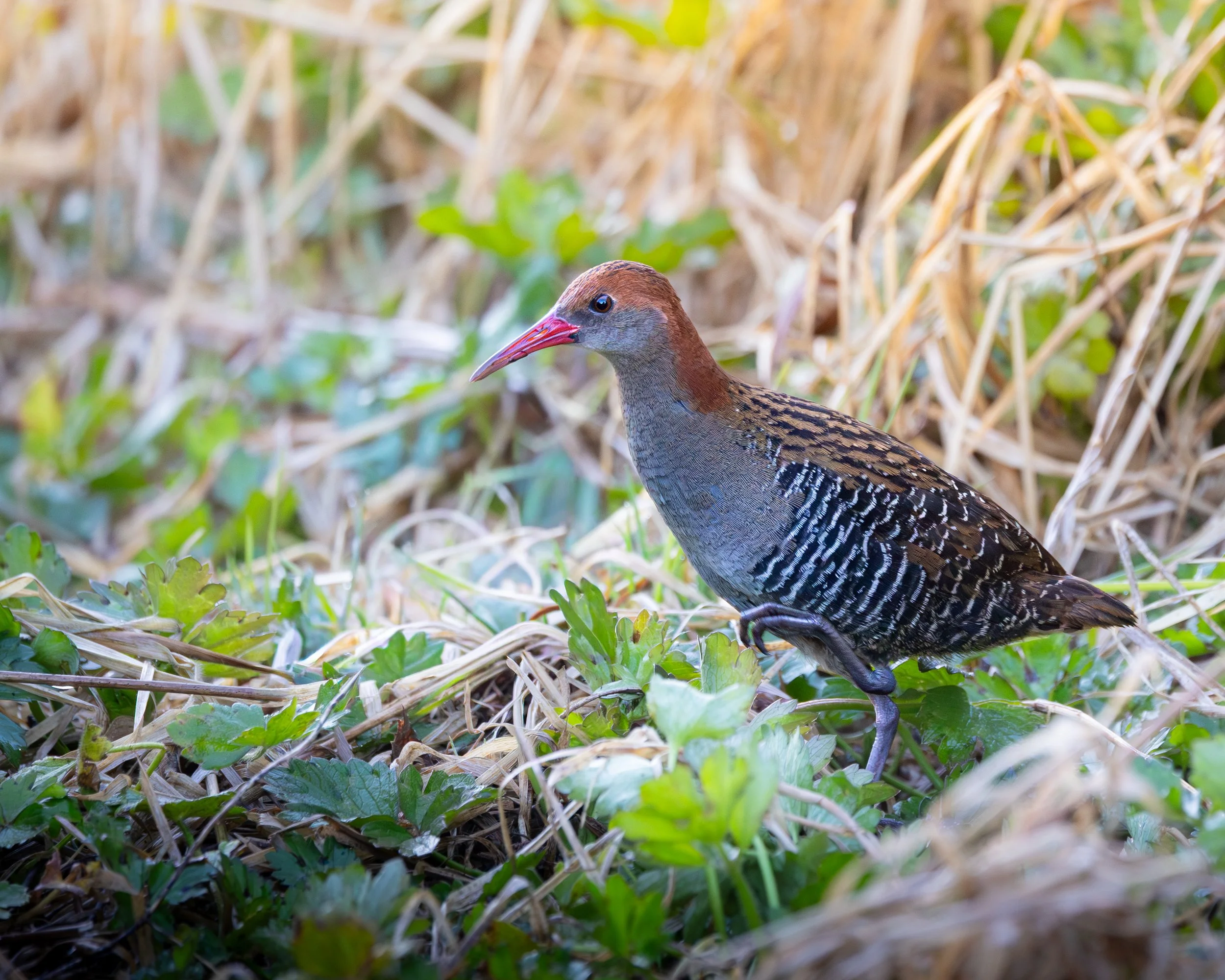 Lewin's Rail 005