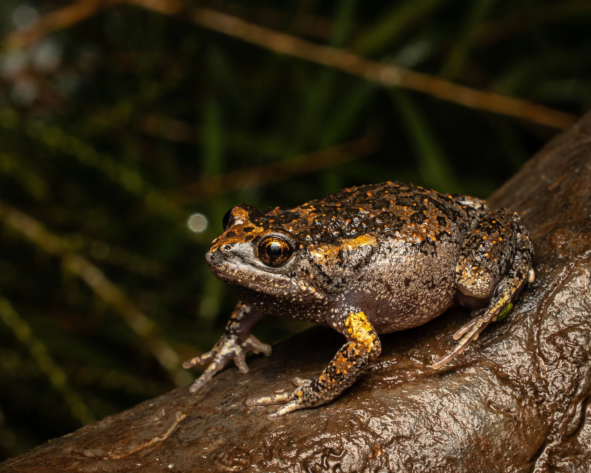 Smooth Toadlet 004