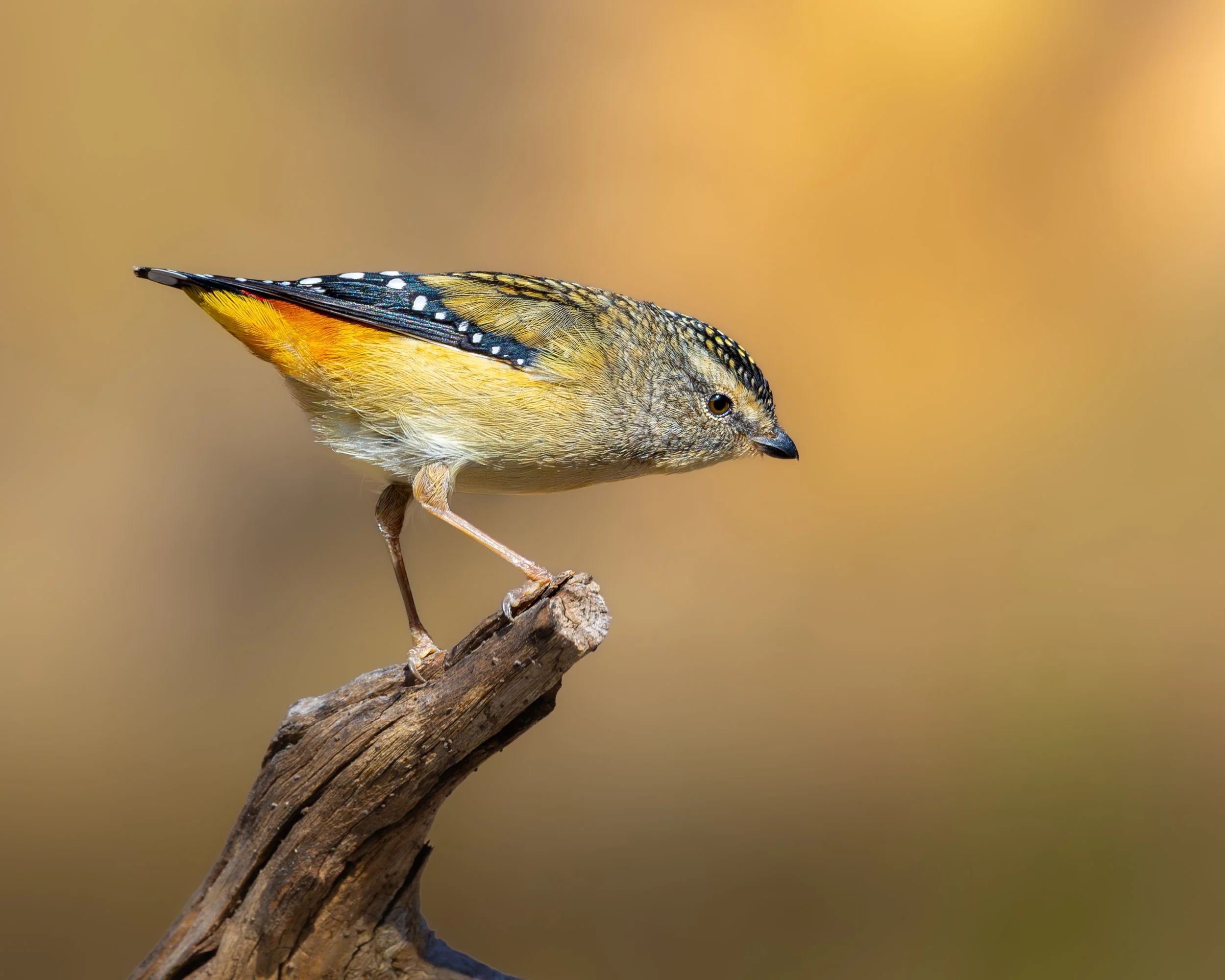 Spotted Pardalote 004