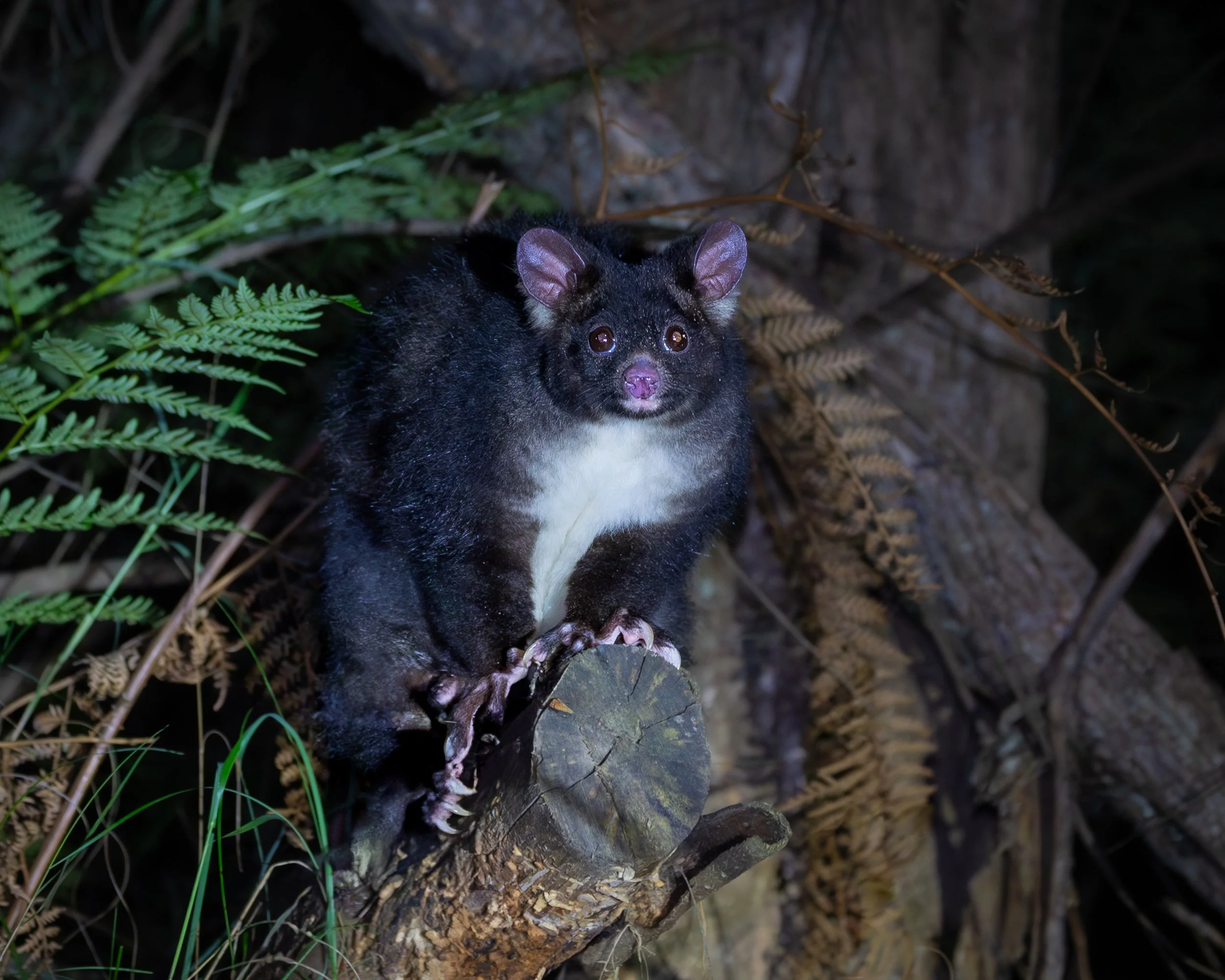 Southern Greater Glider 007