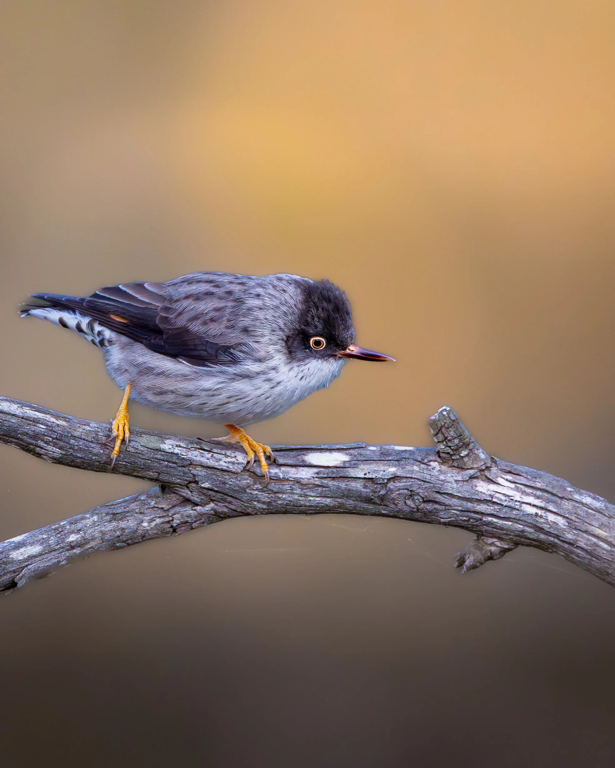 Varied Sittella 009