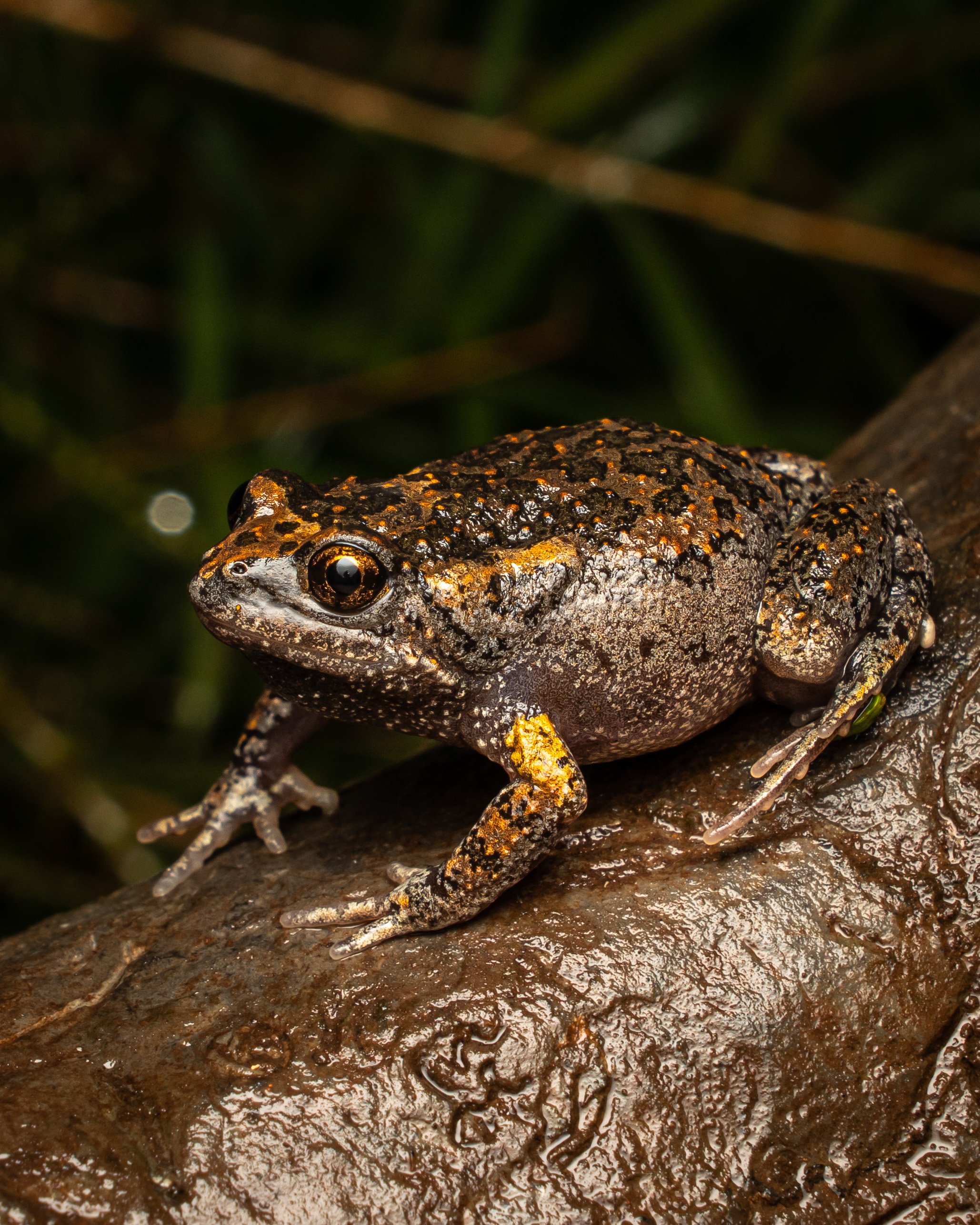 Smooth Toadlet 001