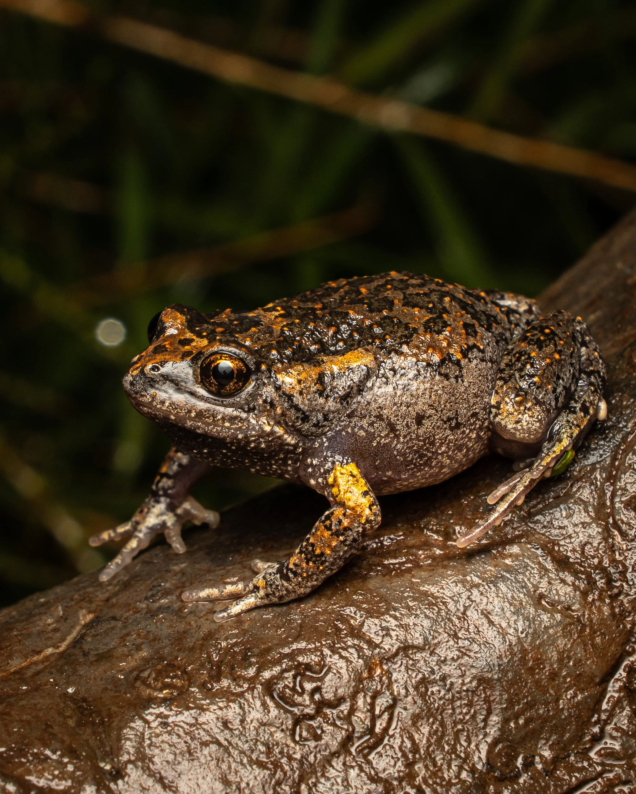 Toadlet Wildlife of East Gippsland — Wild East Gippsland
