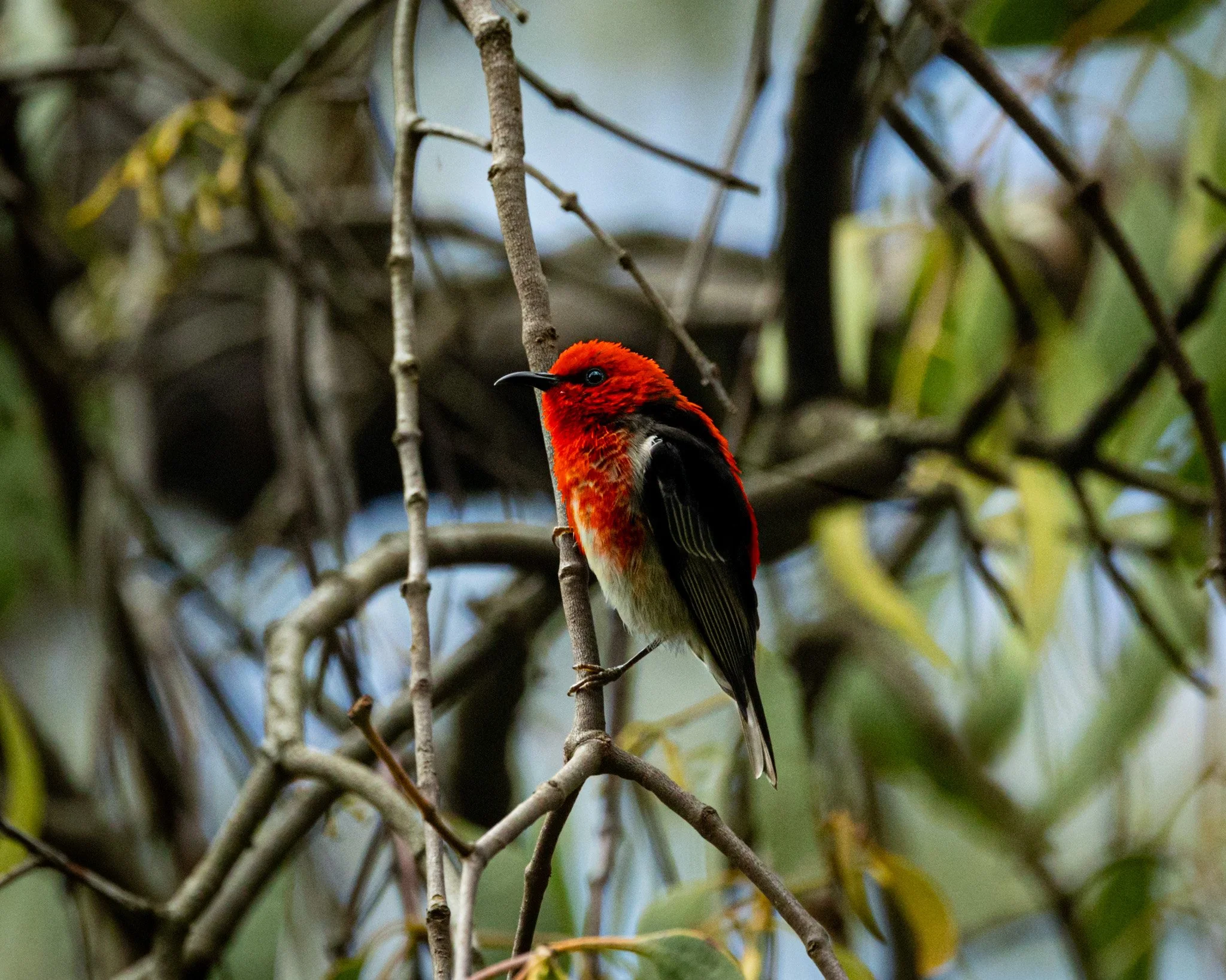 Scarlet Honeyeater 001