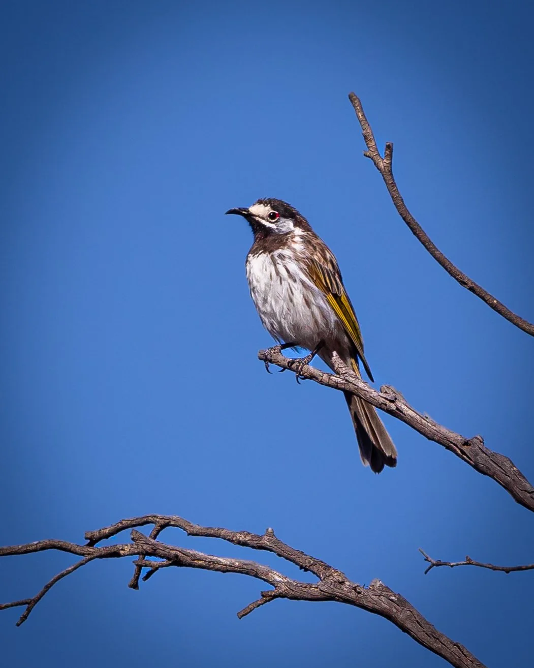 White-fronted Honeyeater 001