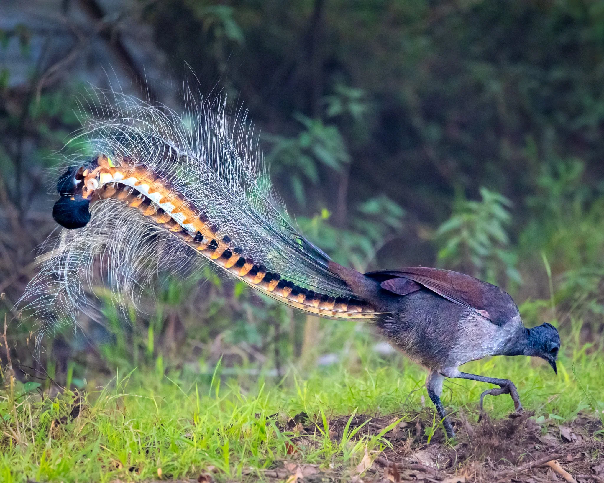 Superb Lyrebird 001