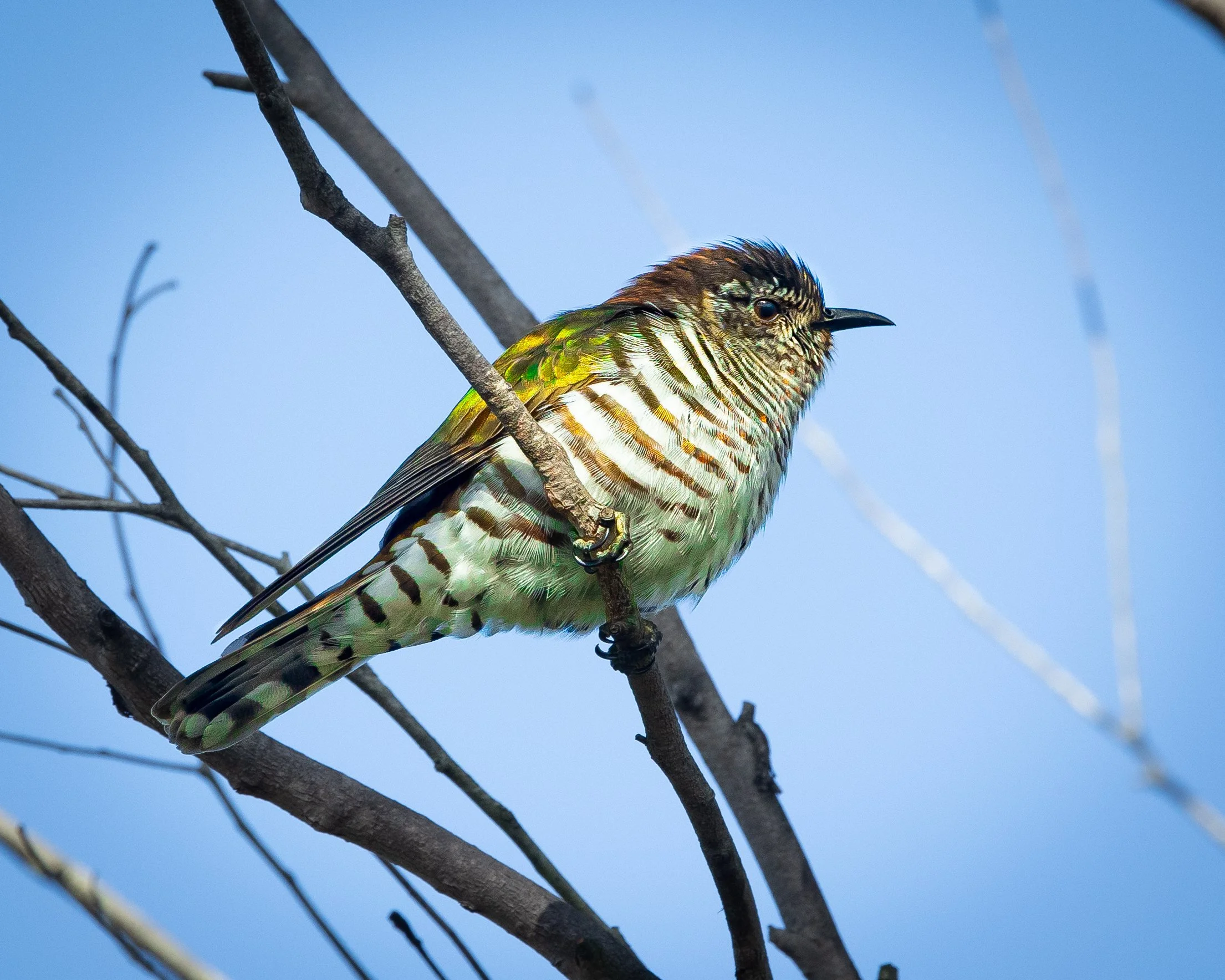 Shining Bronze Cuckoo 001