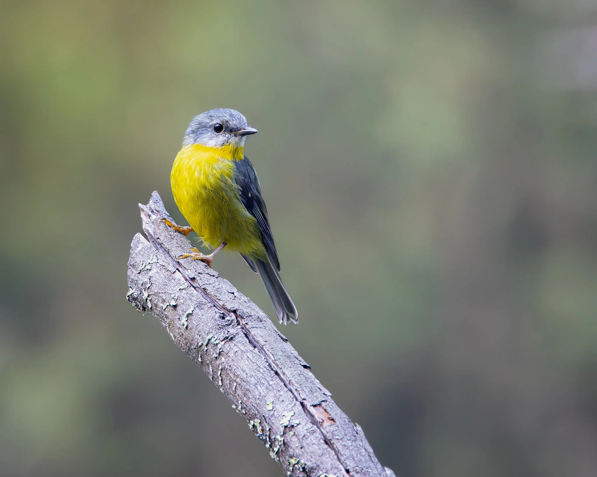 Eastern Yellow Robin 001