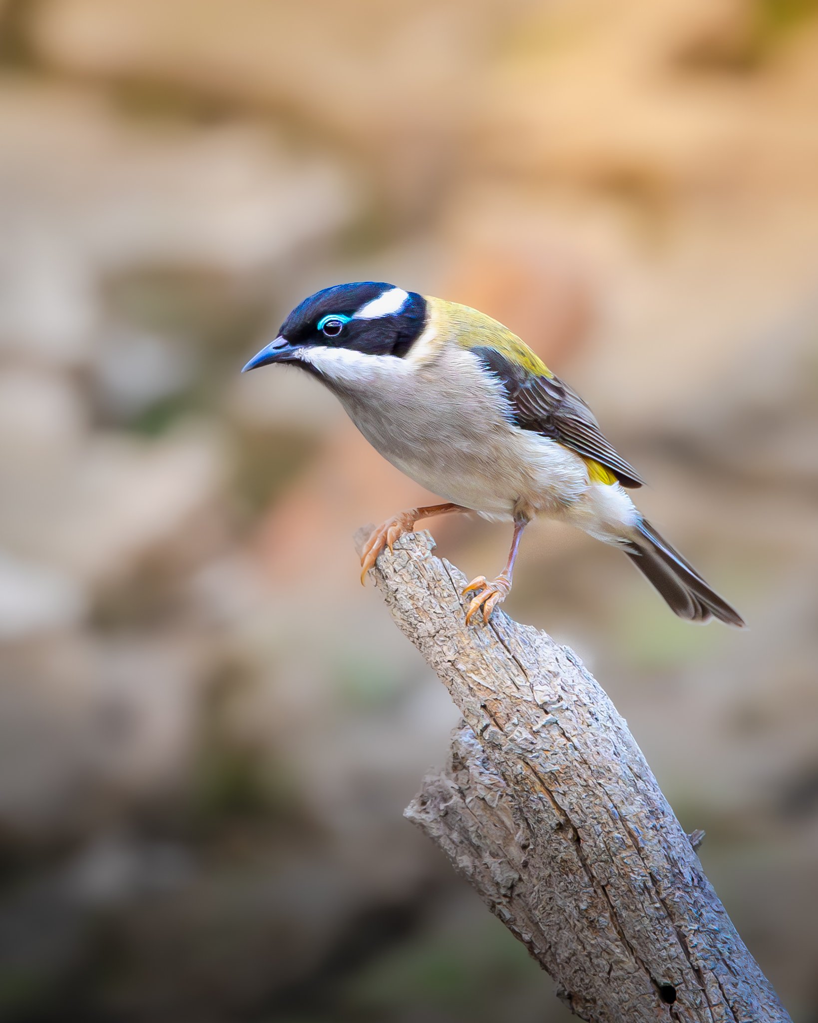 Black-chinned Honeyeater 004
