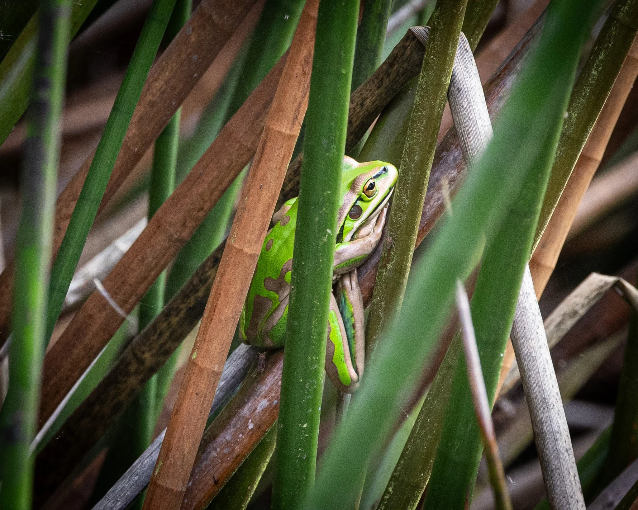 Green and Gold Bell Frog 001