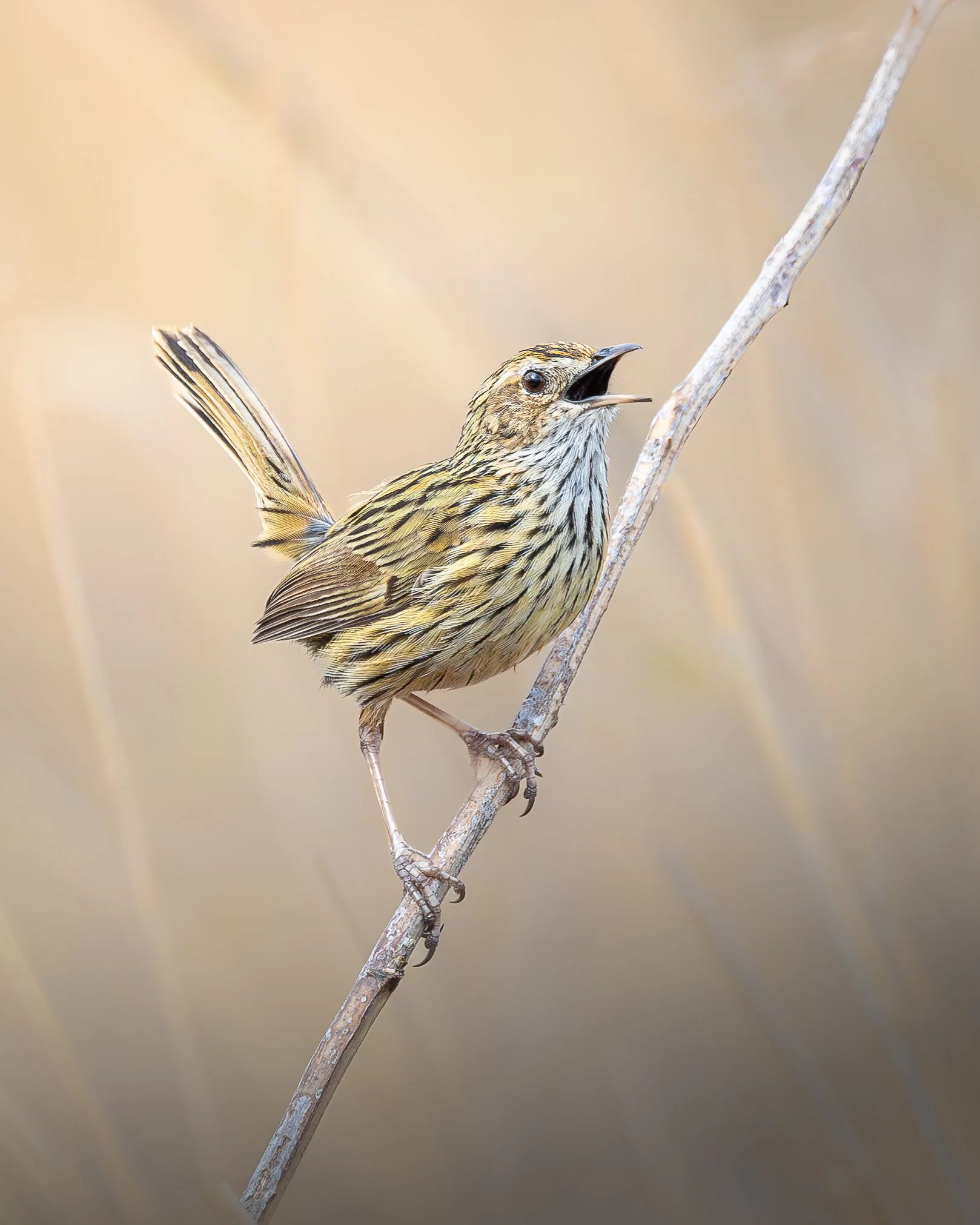 Striated Grasswren 003