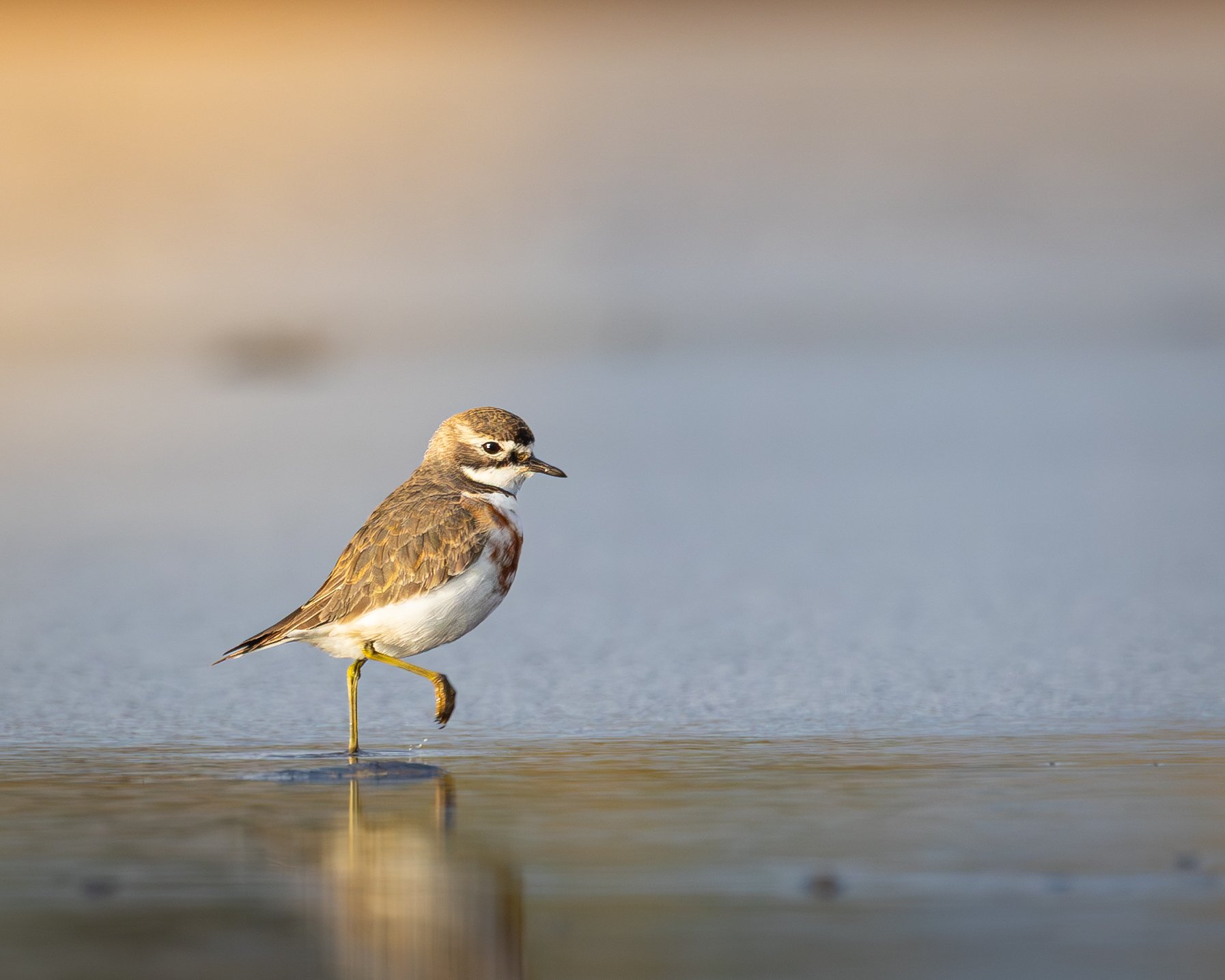 Double-banded Plover 002
