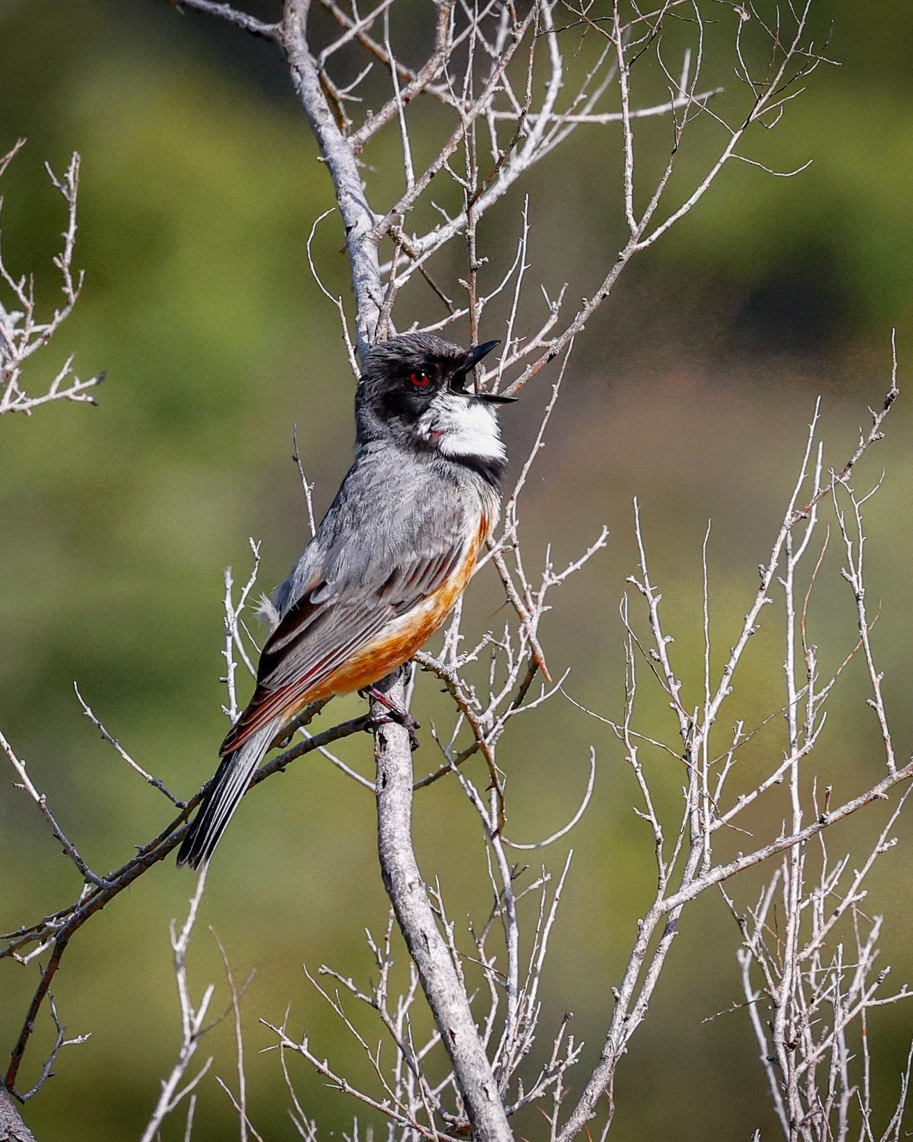 Rufous Whistler 007