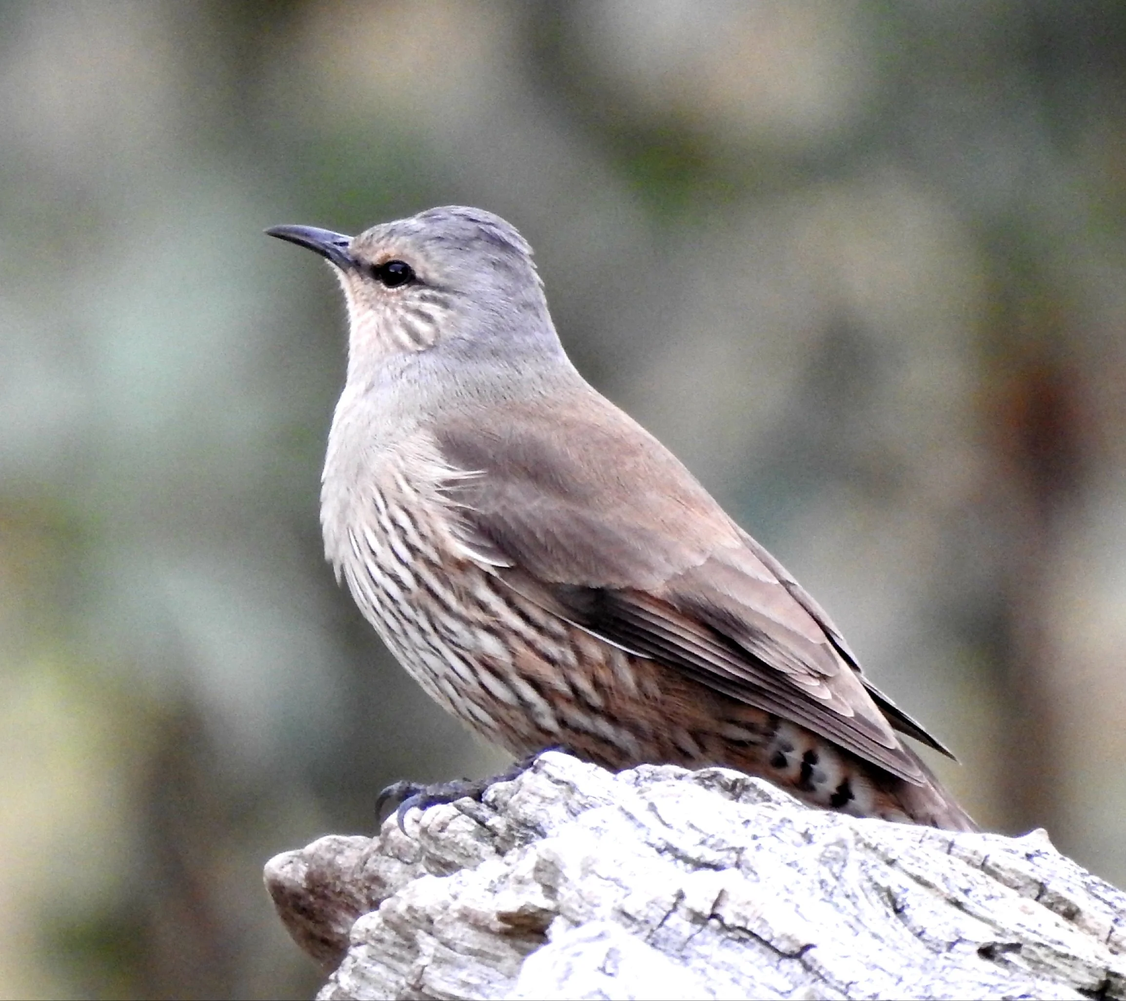 Brown Treecreeper 005
