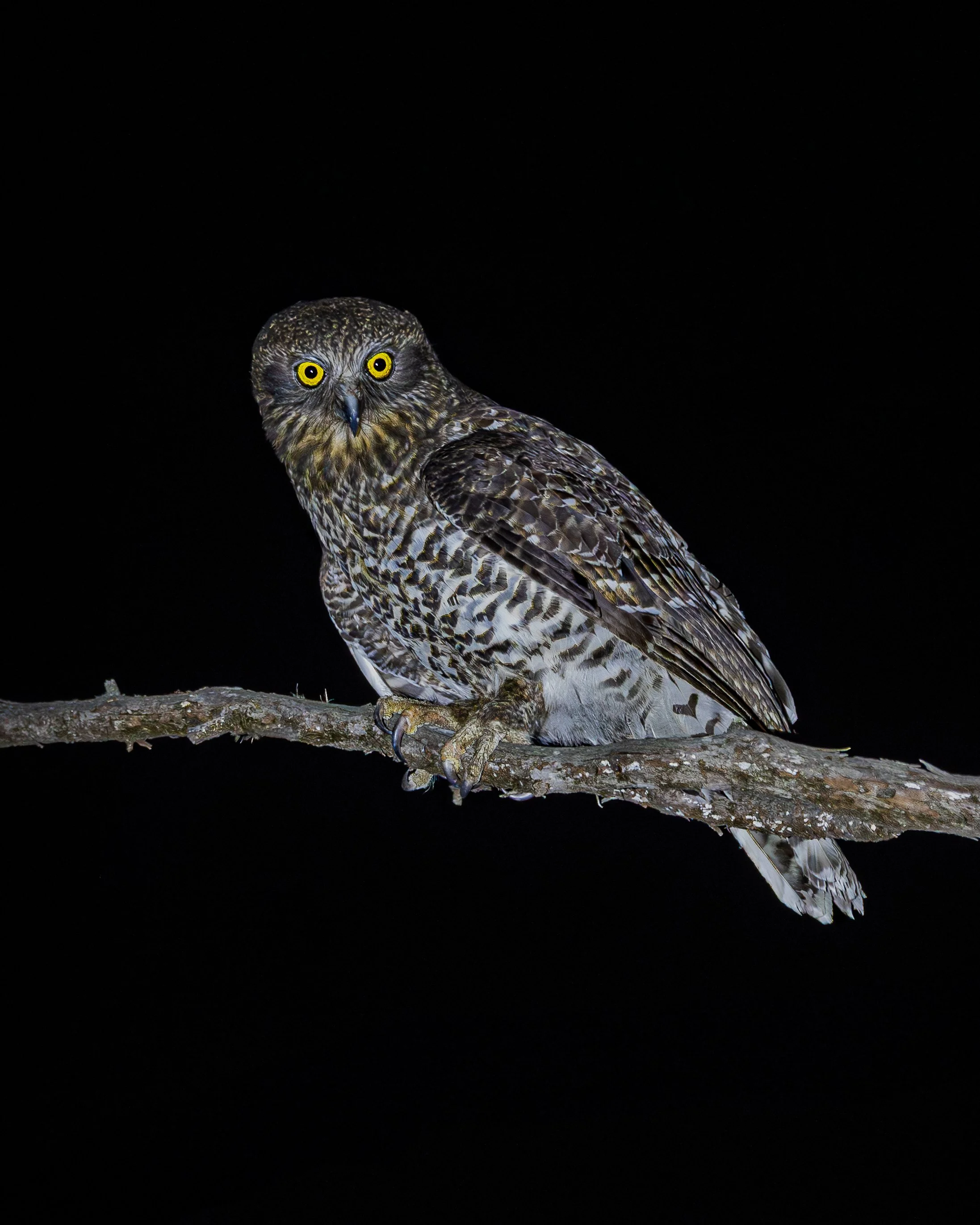 Powerful Owl 002