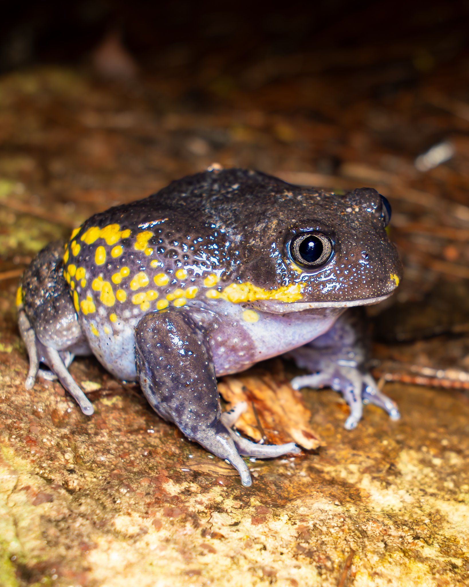 Giant Burrowing Frog 002