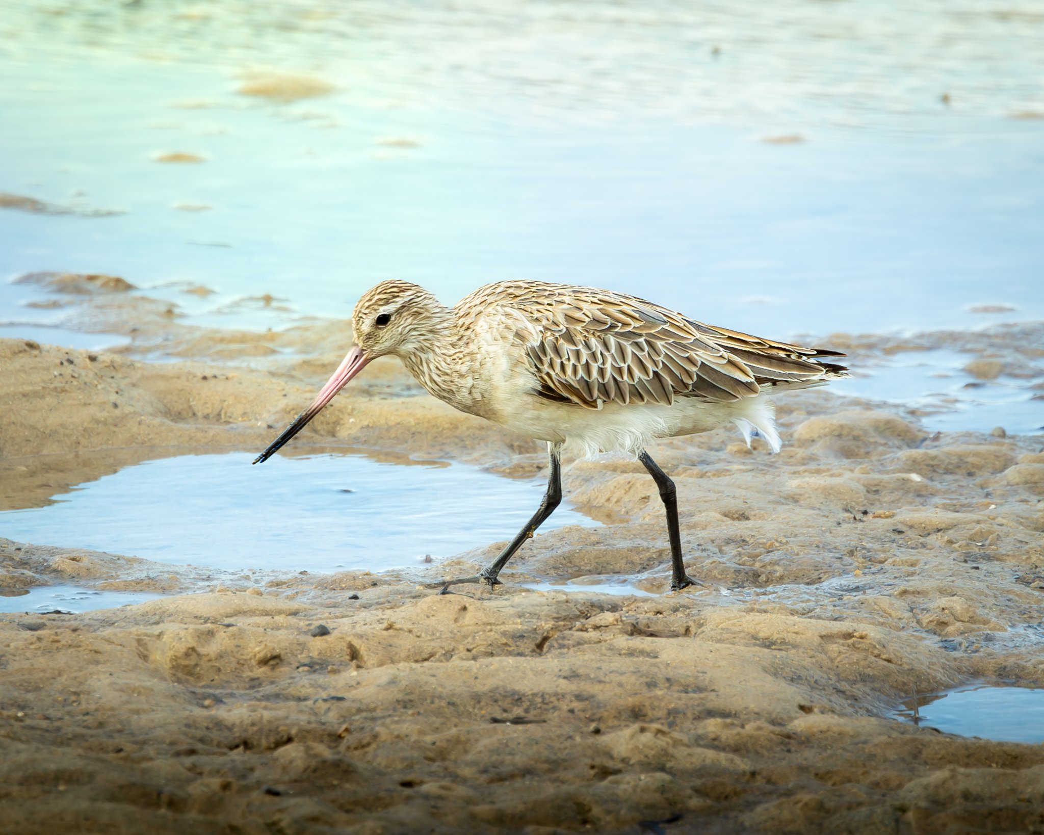 Bar-tailed Godwit 001