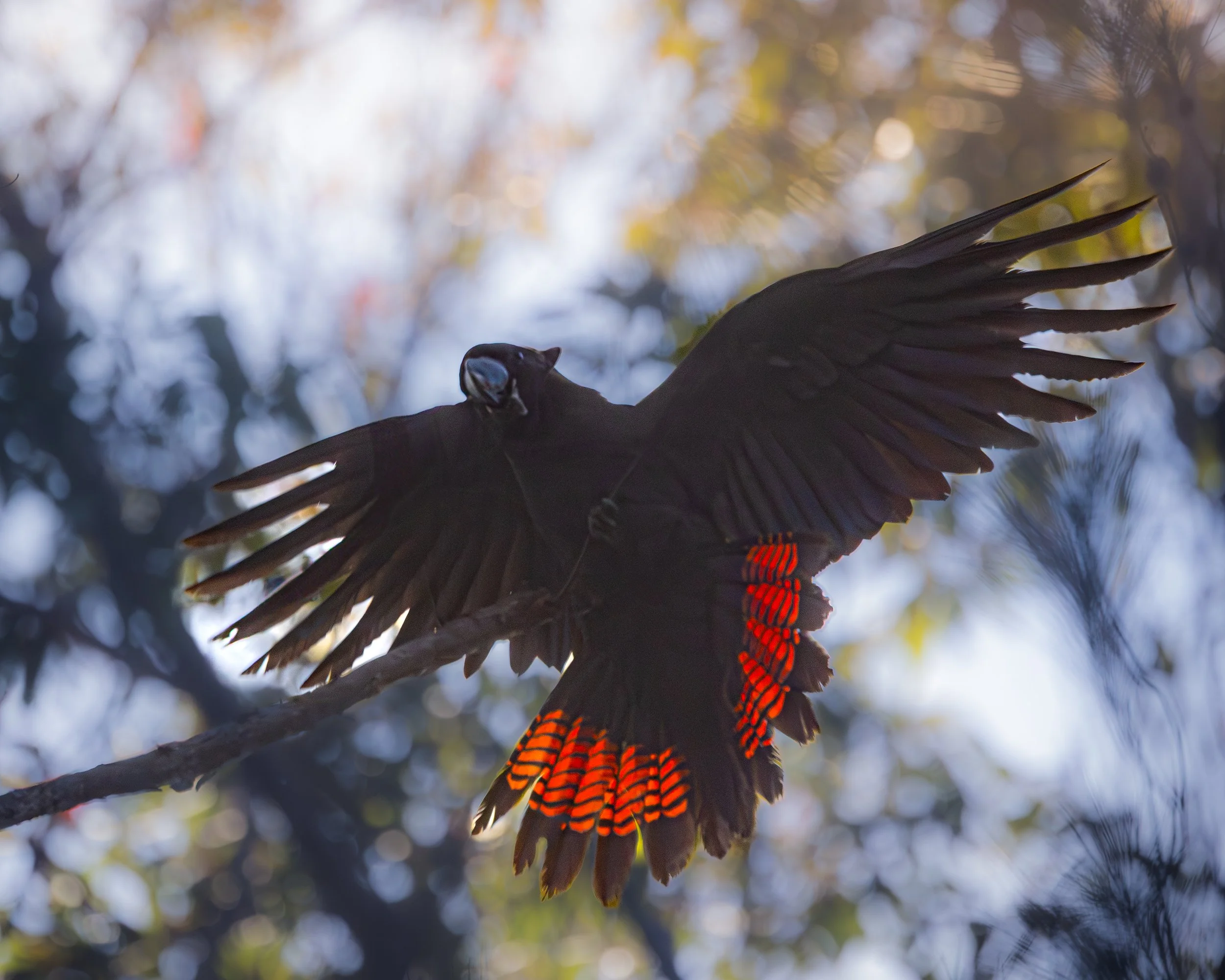 Glossy Black Cockatoo 001