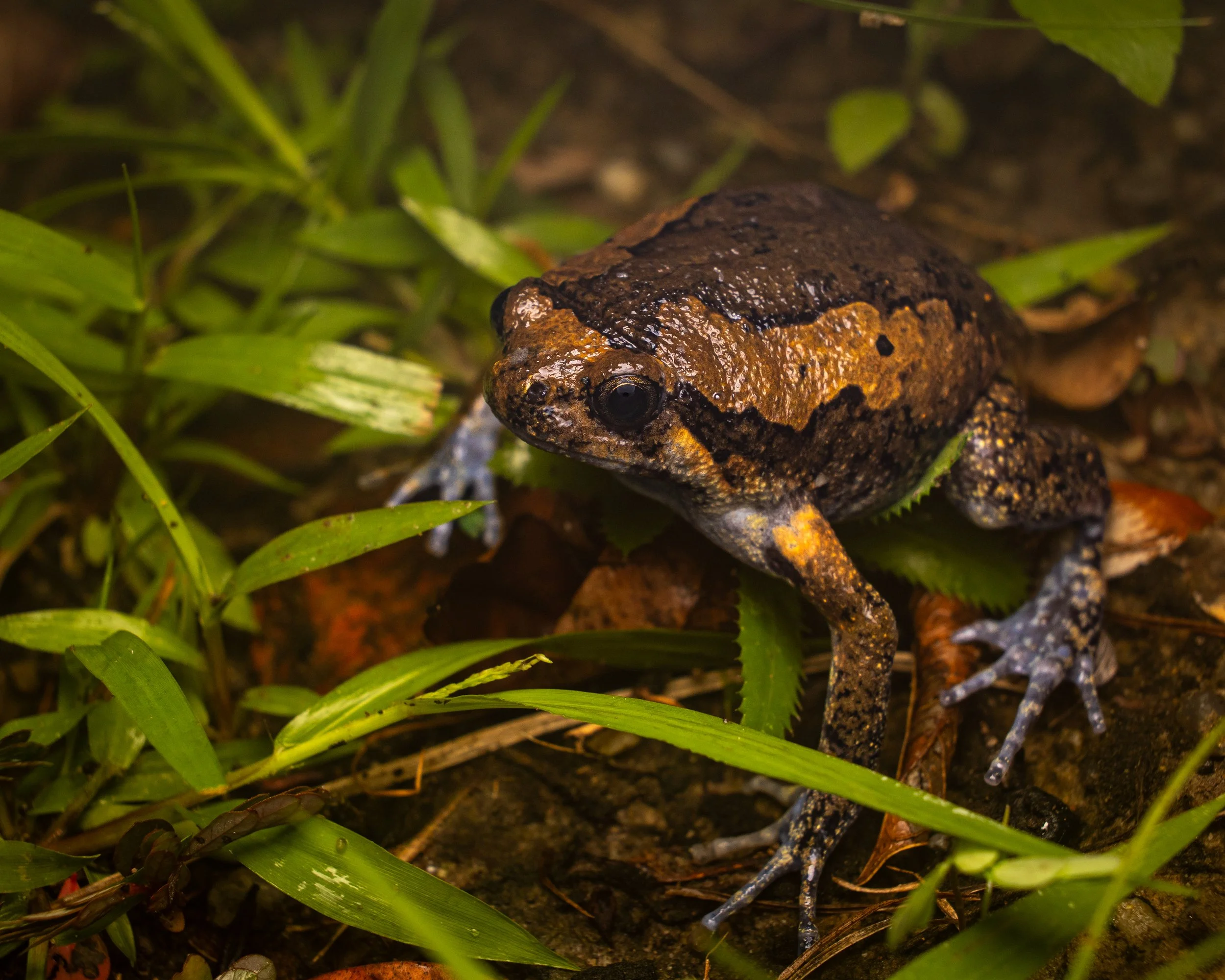 Asain Painted Frog 001