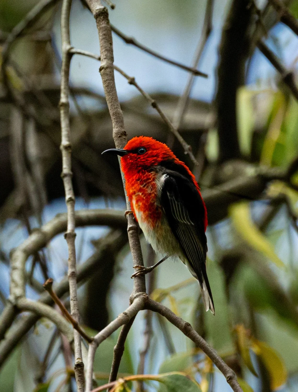 Scarlet Honeyeater 002