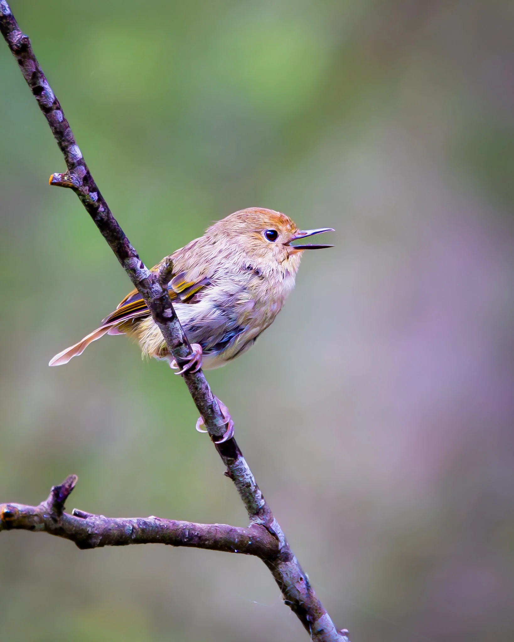 Large-billed Scrubwren 002
