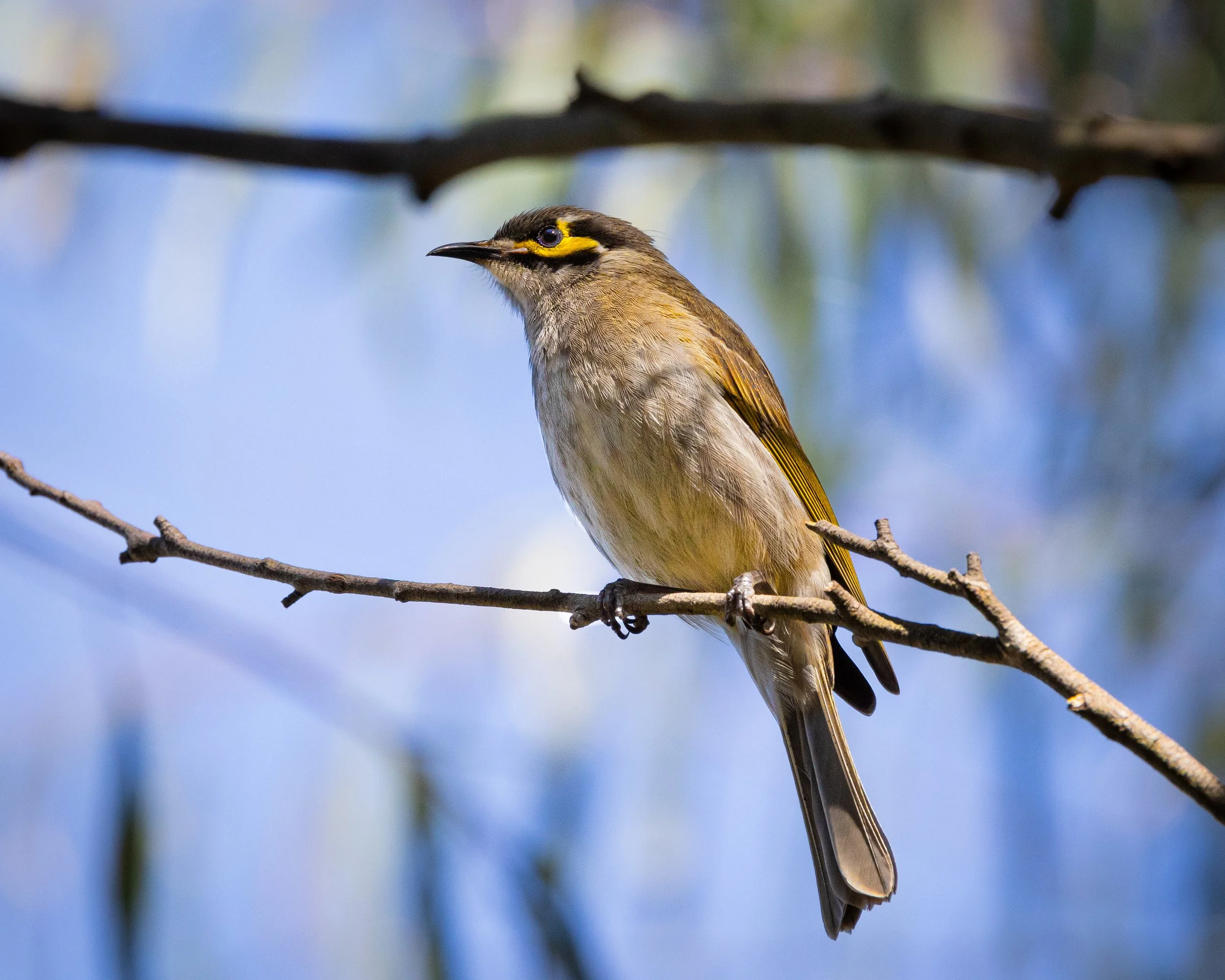 Yellow-faced Honeyeater 002