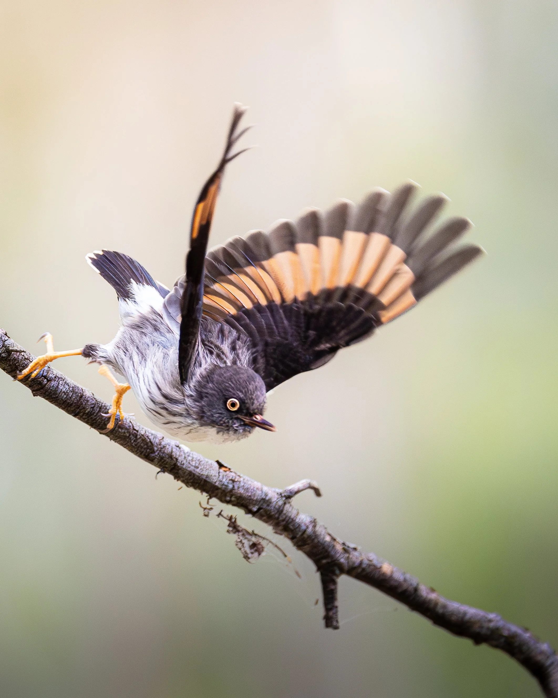 Varied Sittella 004