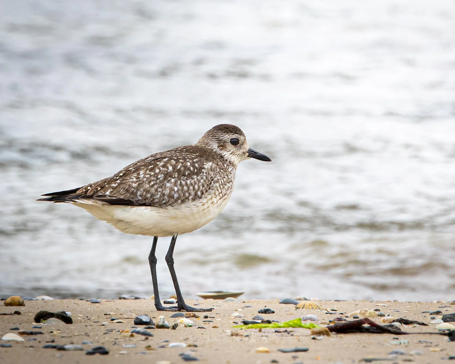 Grey Plover 003