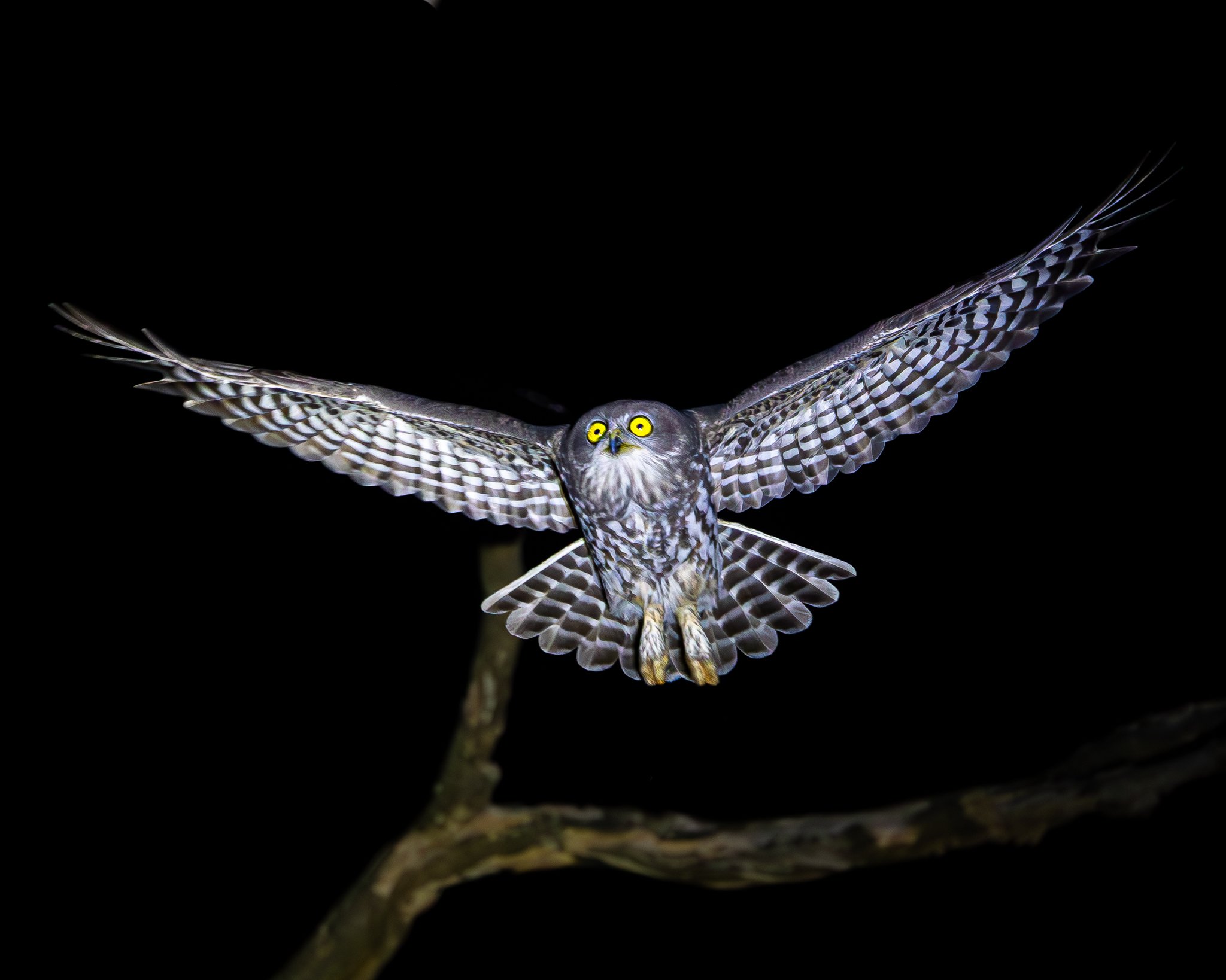 Barking Owl 001
