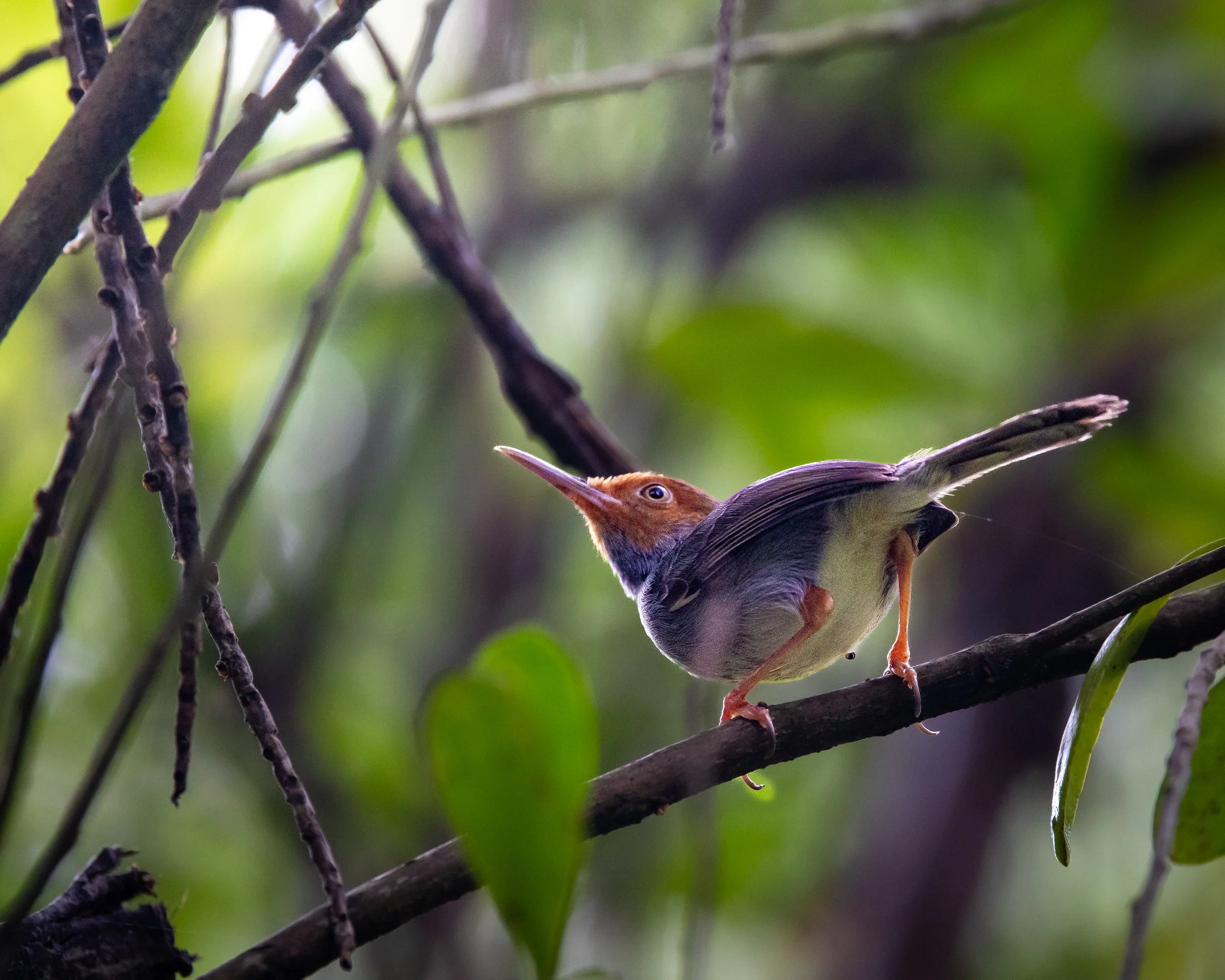 Ashy Tailorbird 001