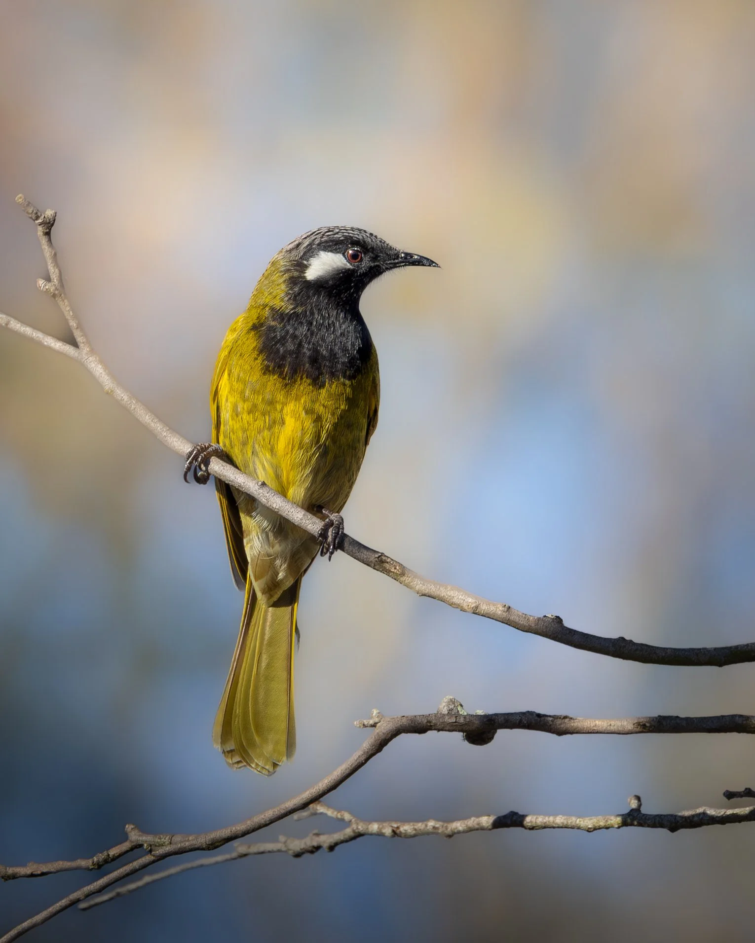 White-eared Honeyeater 002